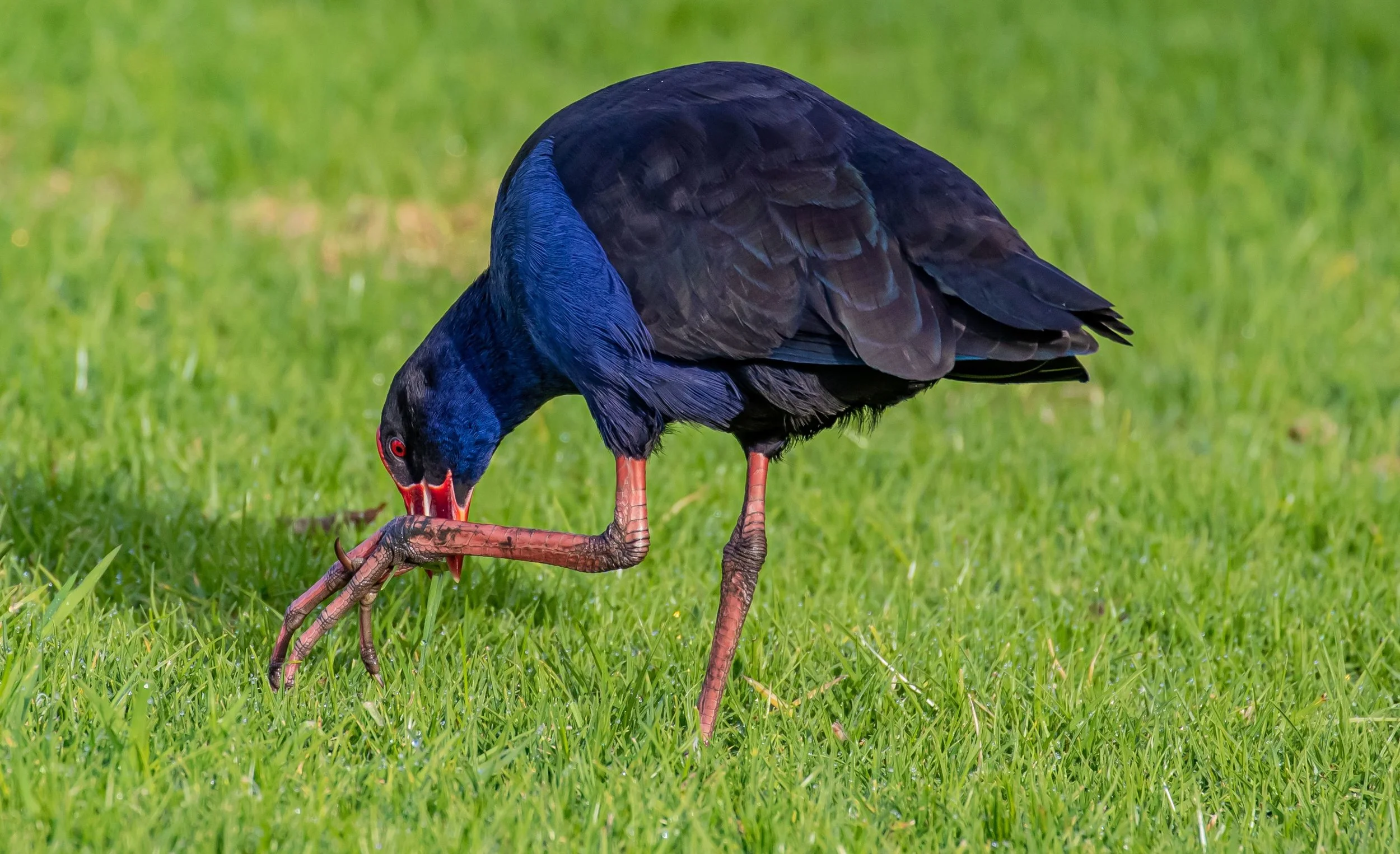 Pukeko,-030.jpg