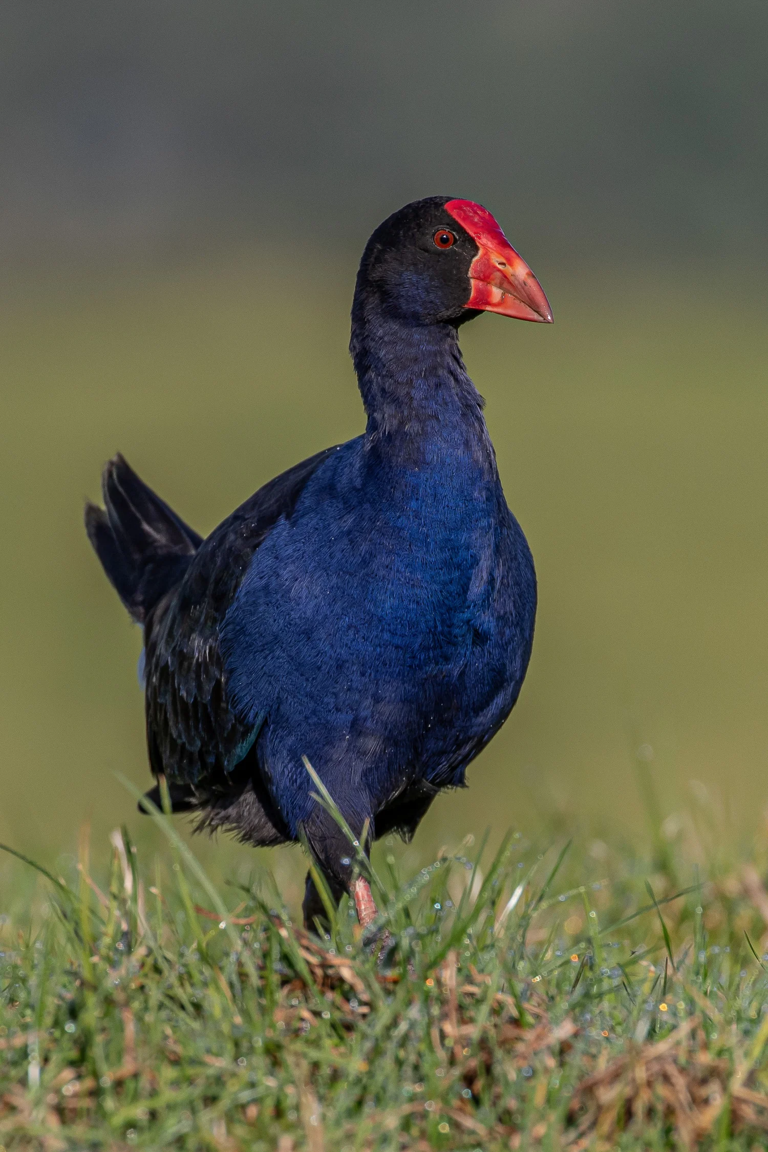 Pukeko,-071.JPG
