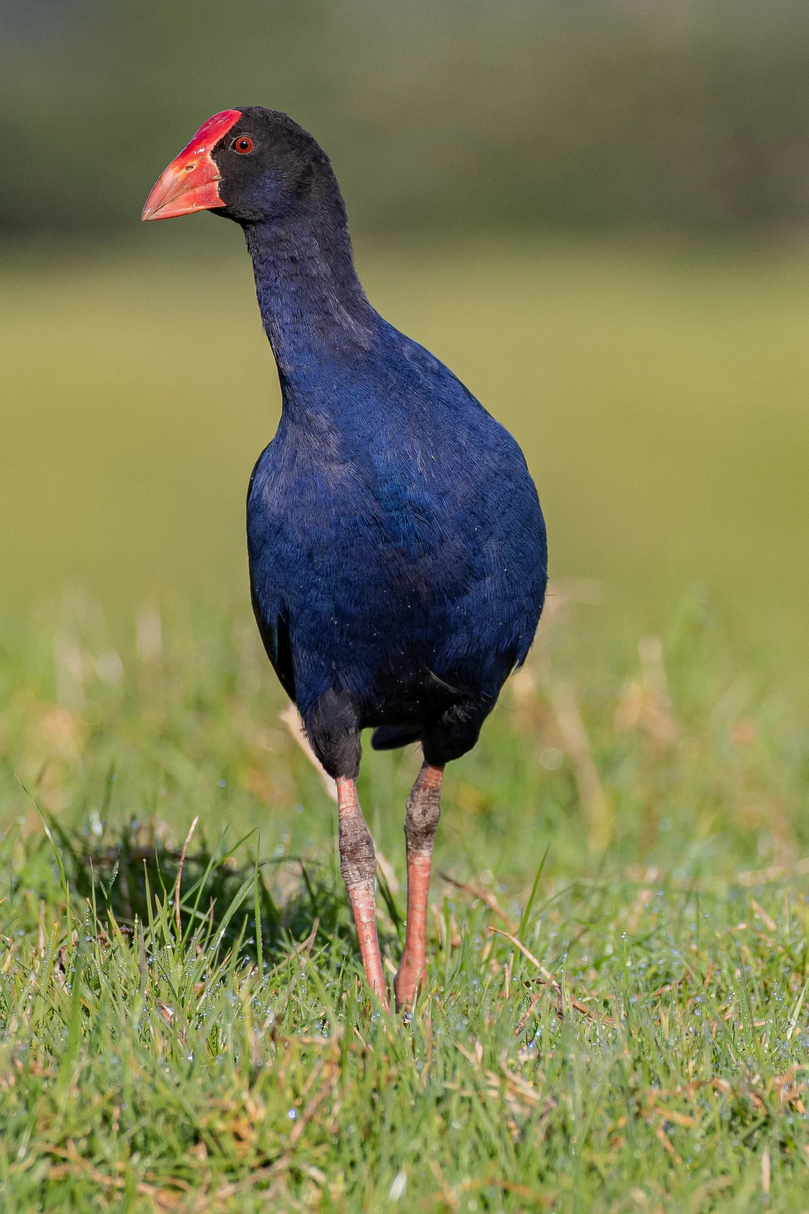 Pukeko,-078.JPG