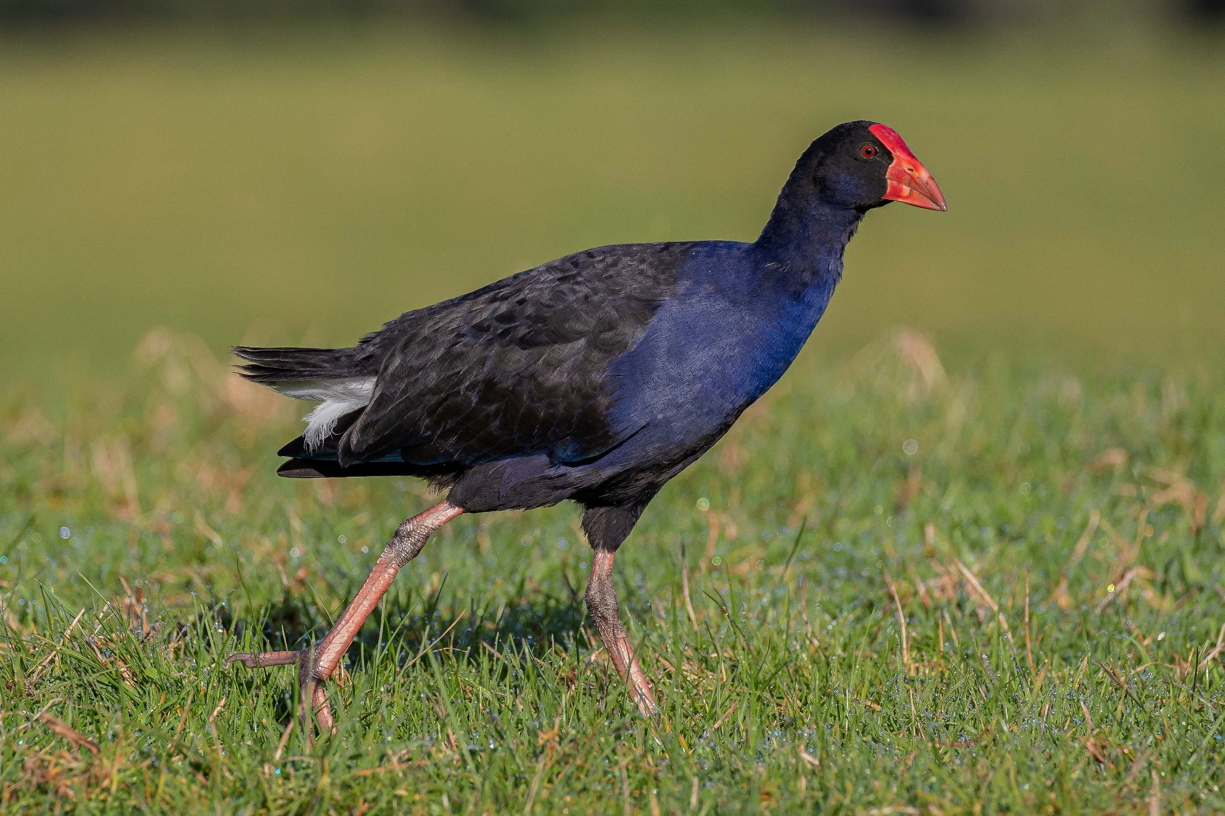 Pukeko,-080.JPG