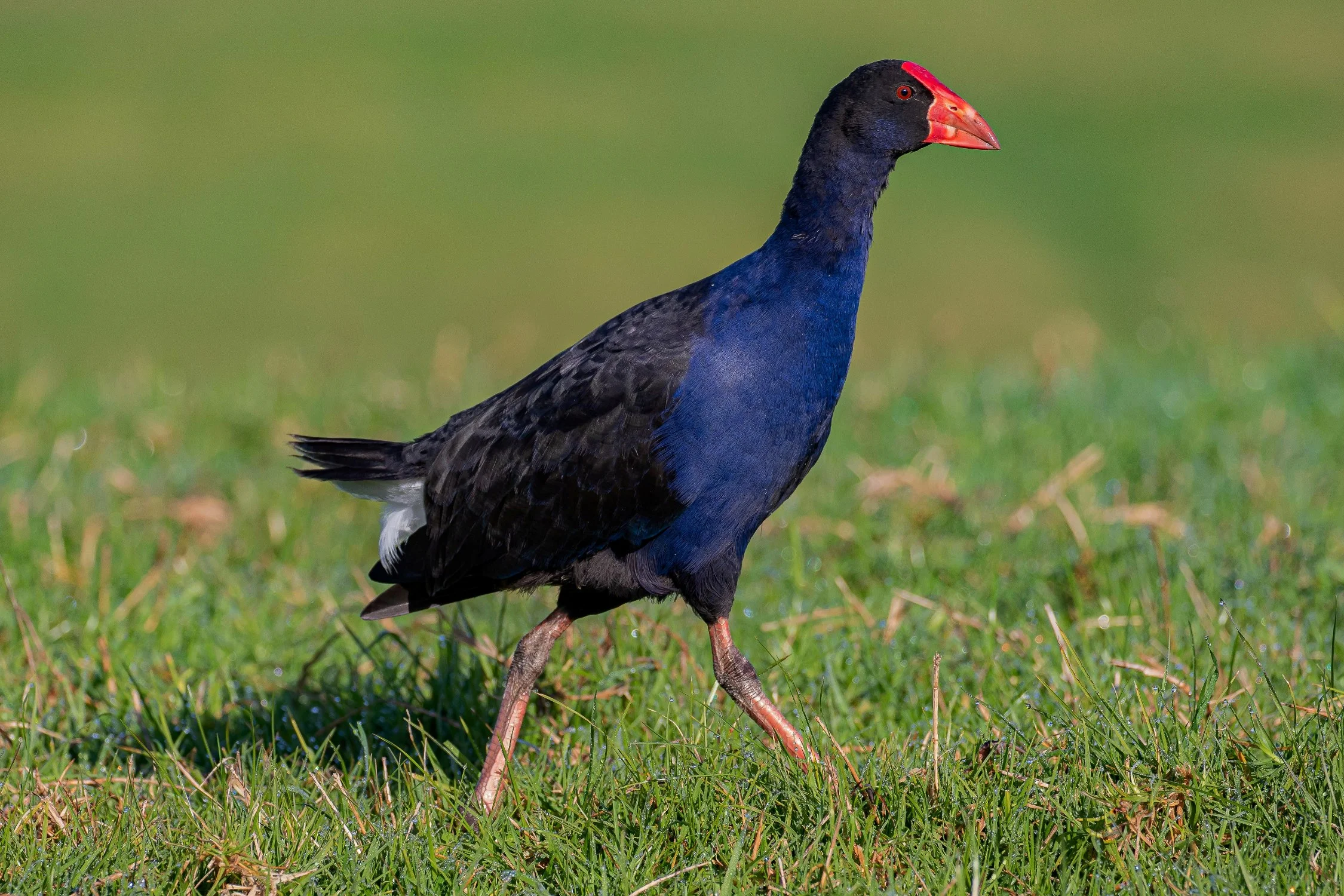 Pukeko,-086.JPG