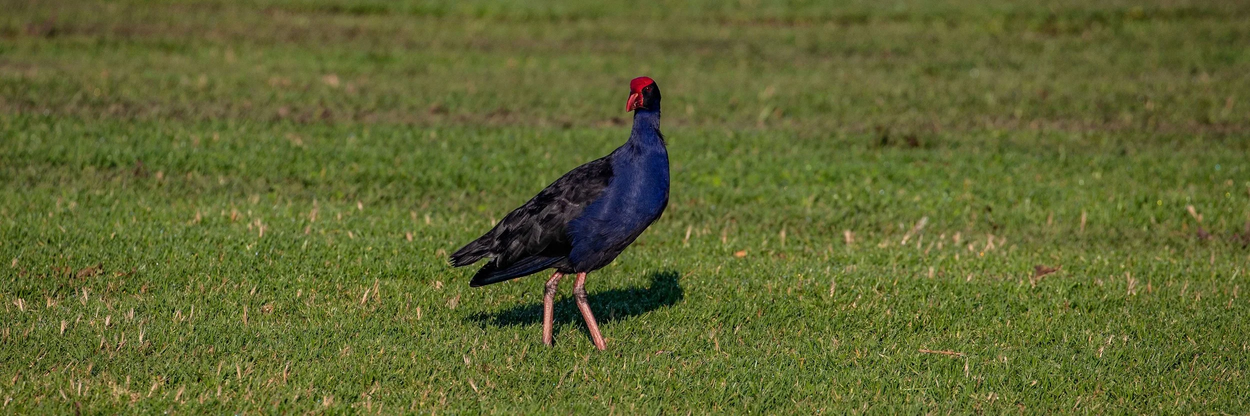 Pukeko,-559.JPG