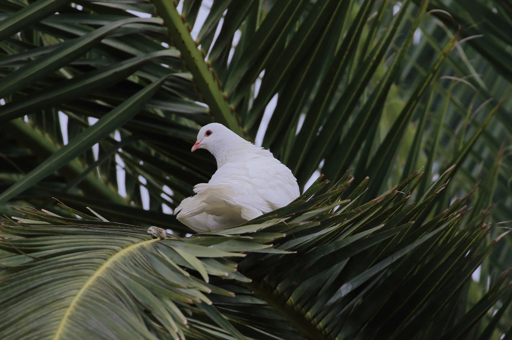 Albino Pigeon,-144.JPG