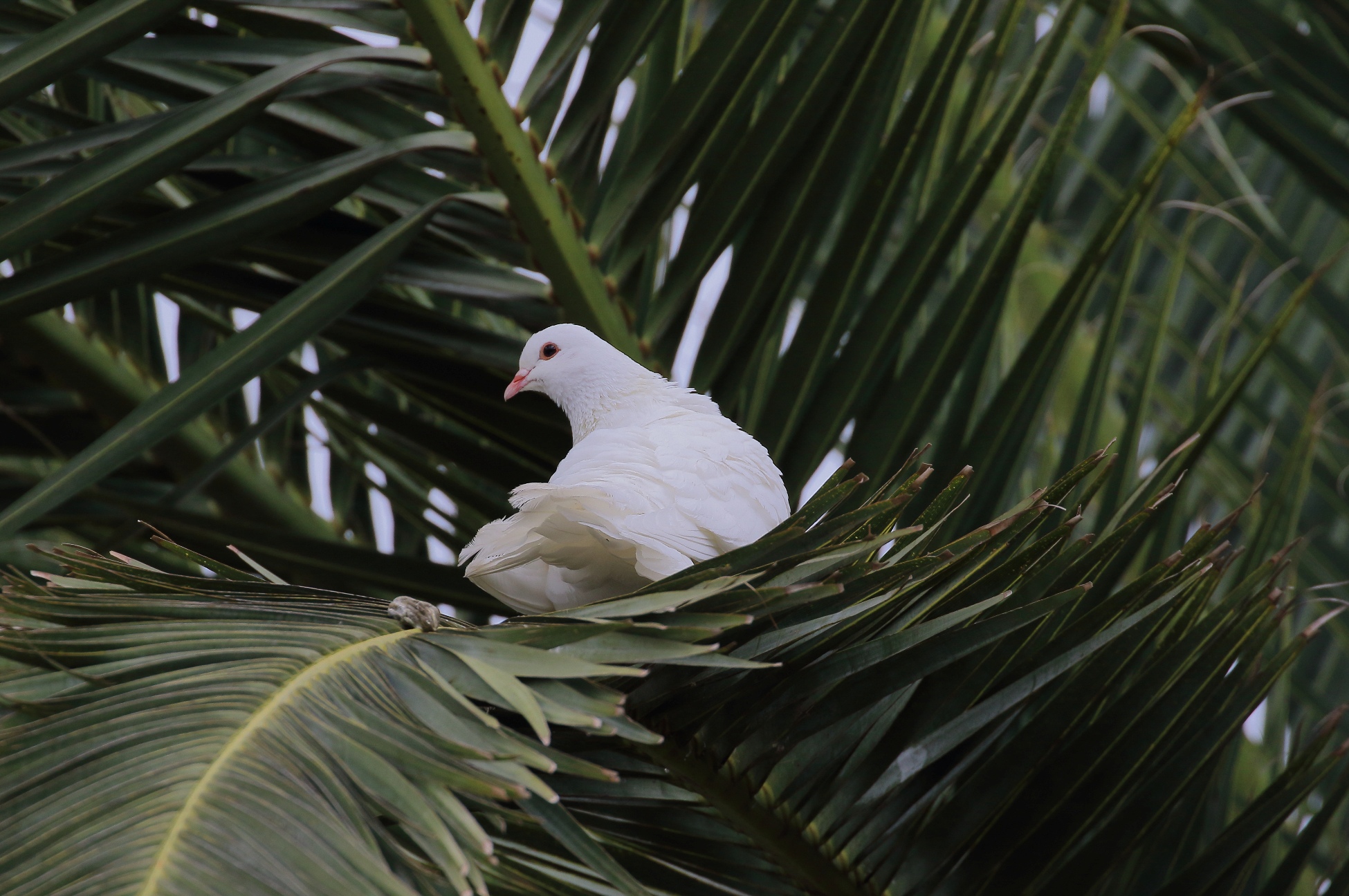 Albino Pigeon,-144.JPG
