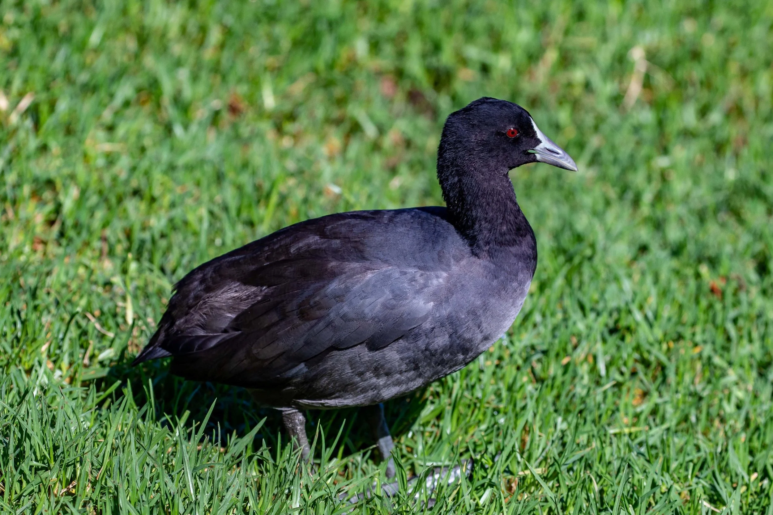 Australian Coot,-005.JPG