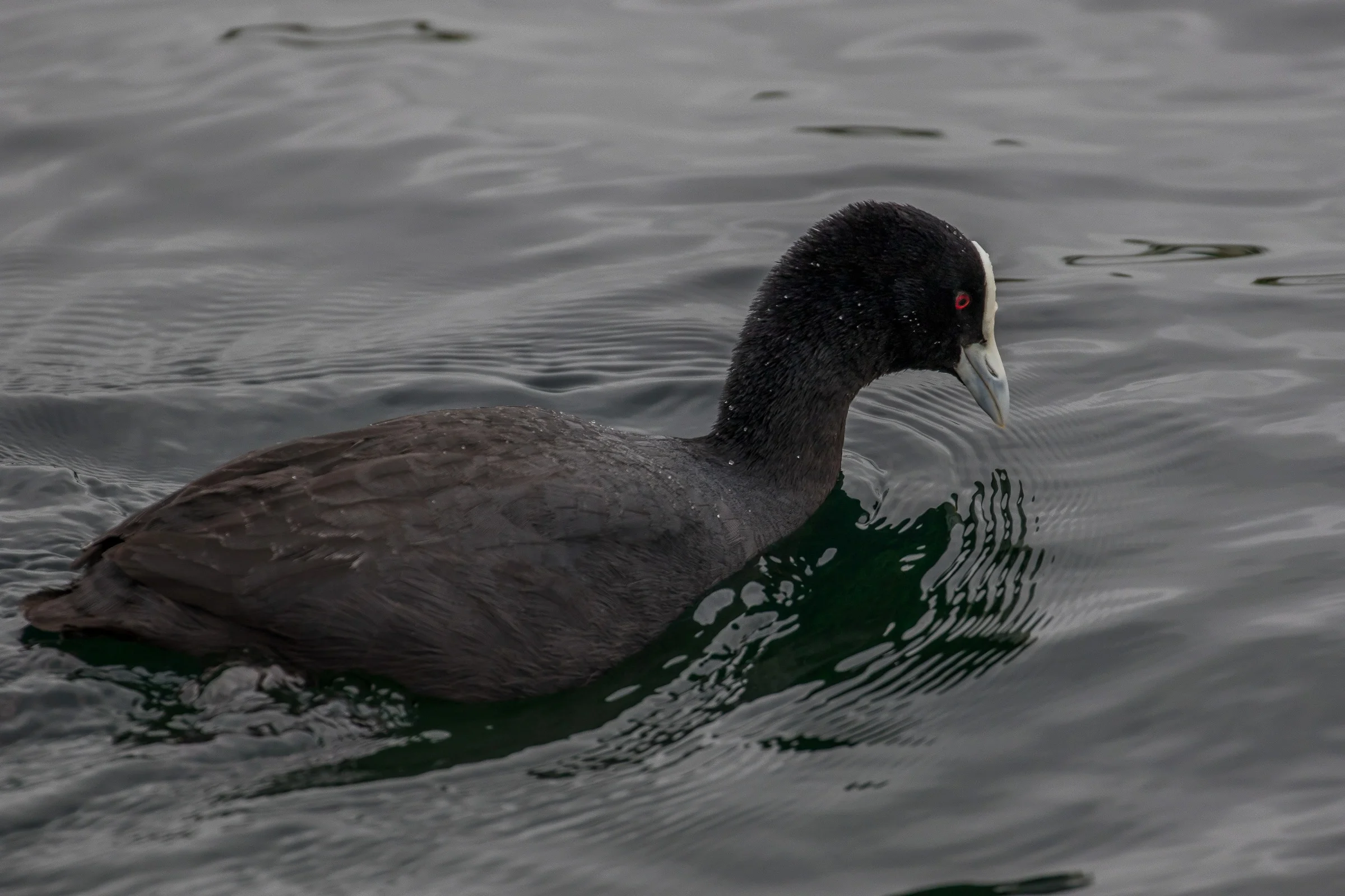 Australian Coot,-460.JPG