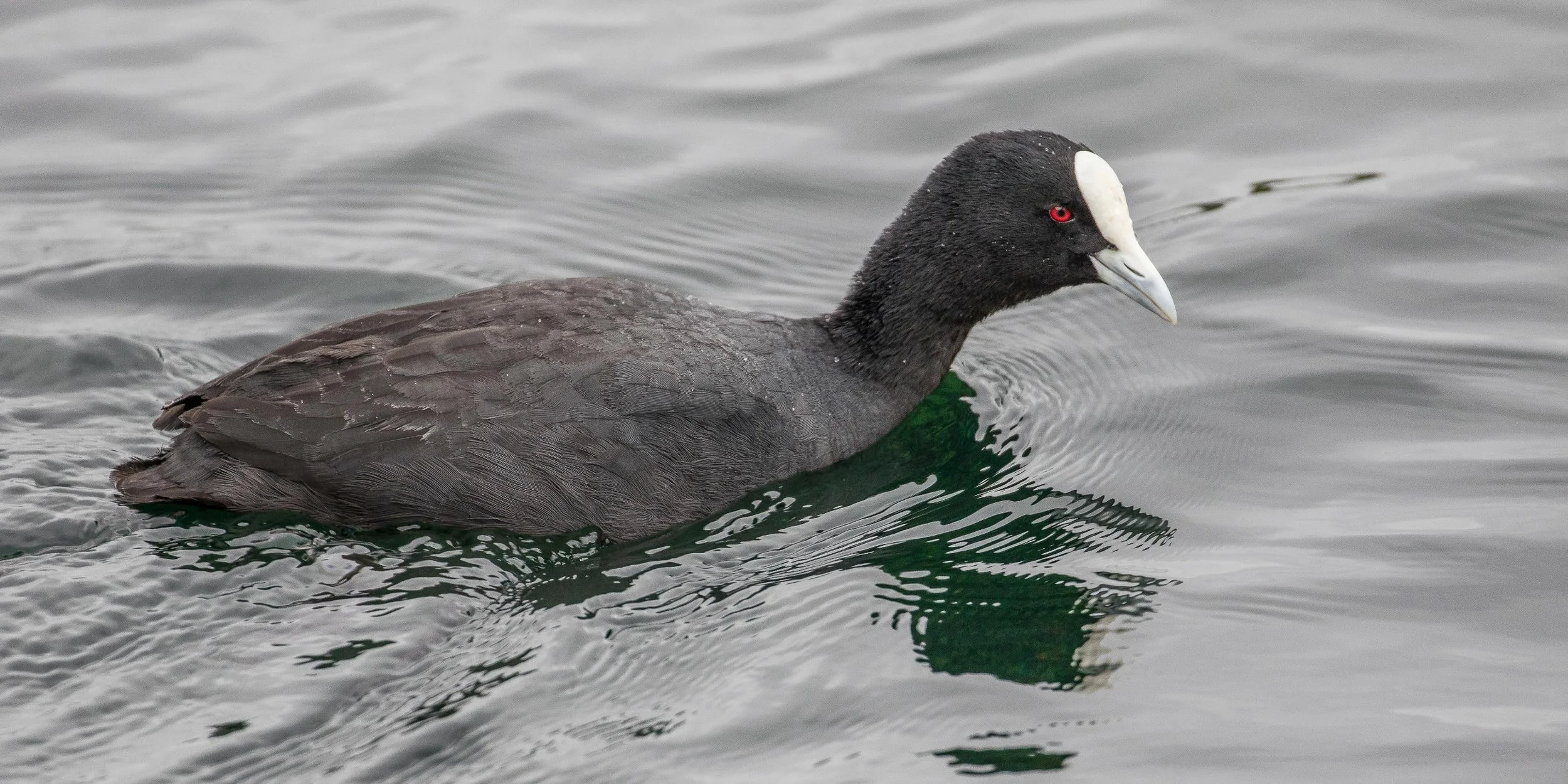Australian Coot,-462.JPG