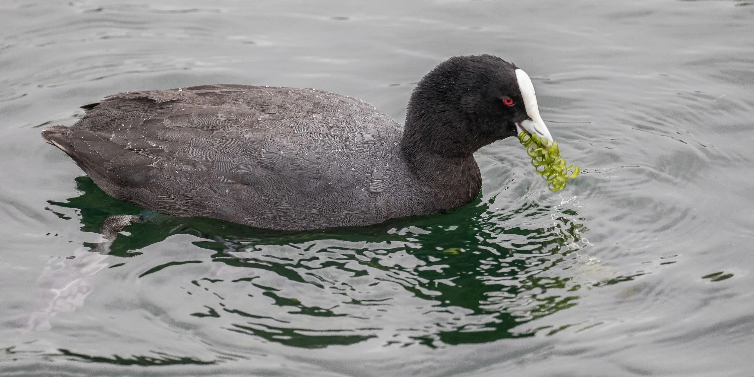 Australian Coot,-473.JPG