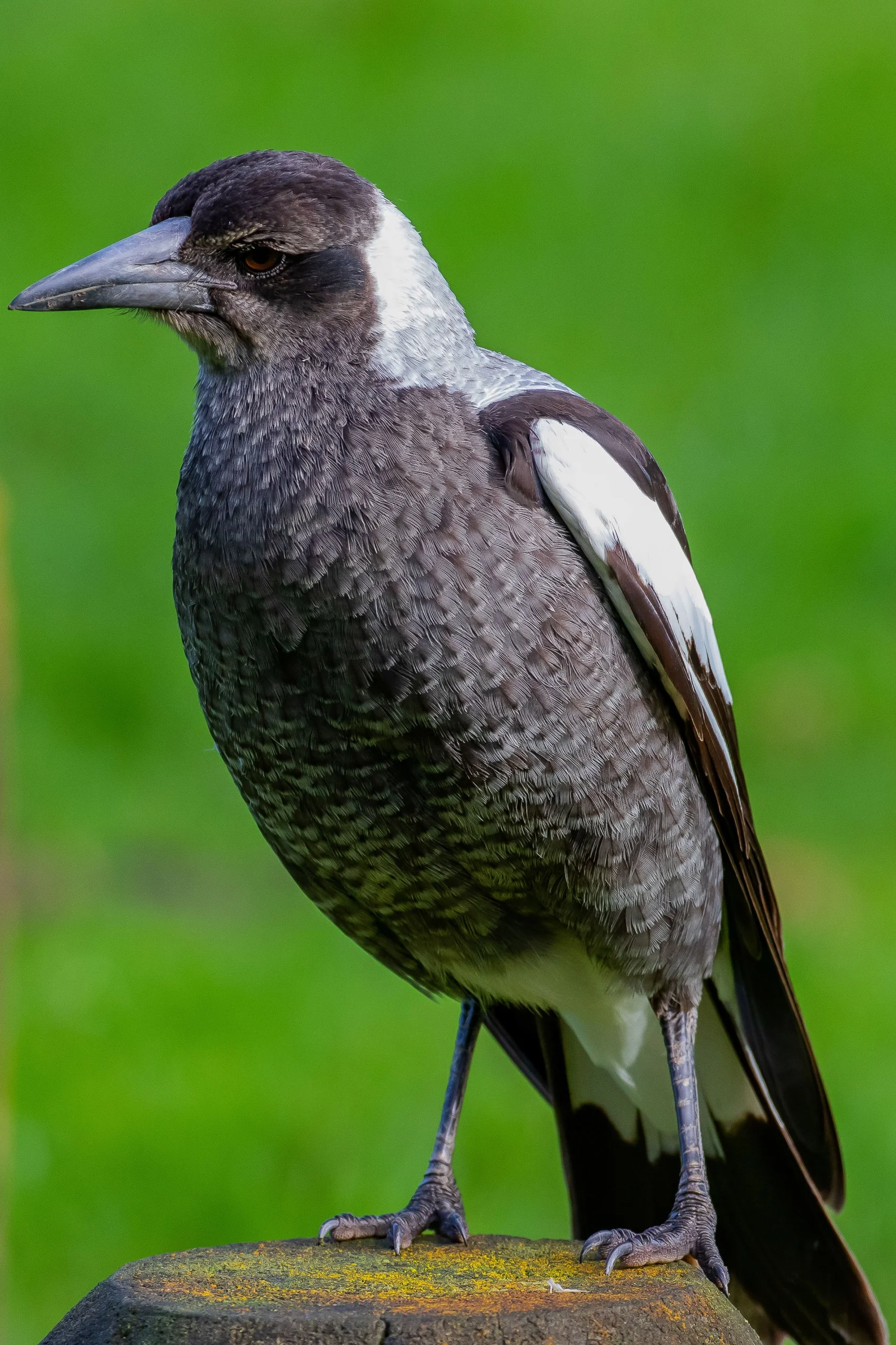 Australian Magpie,-0571.JPG