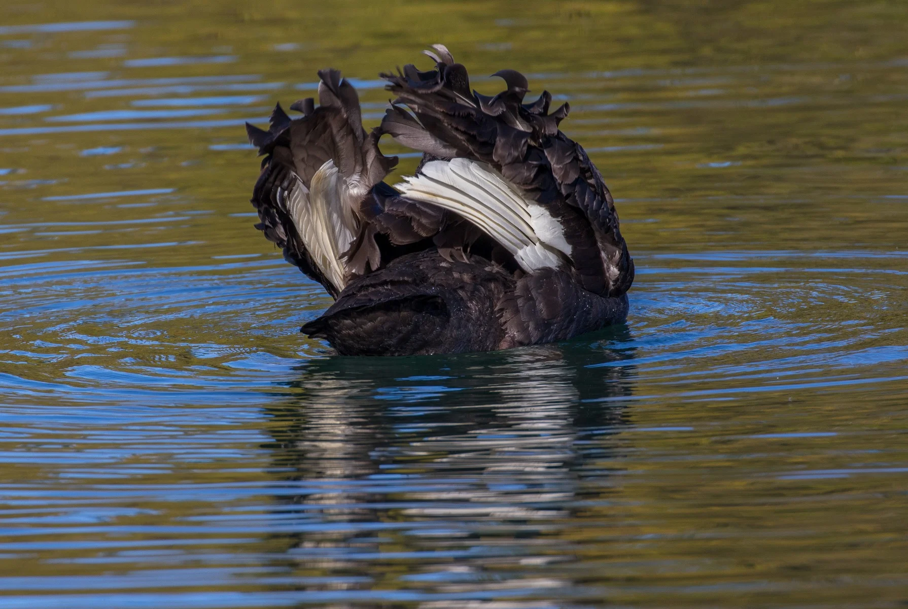 Black Swan,d-4001.jpg