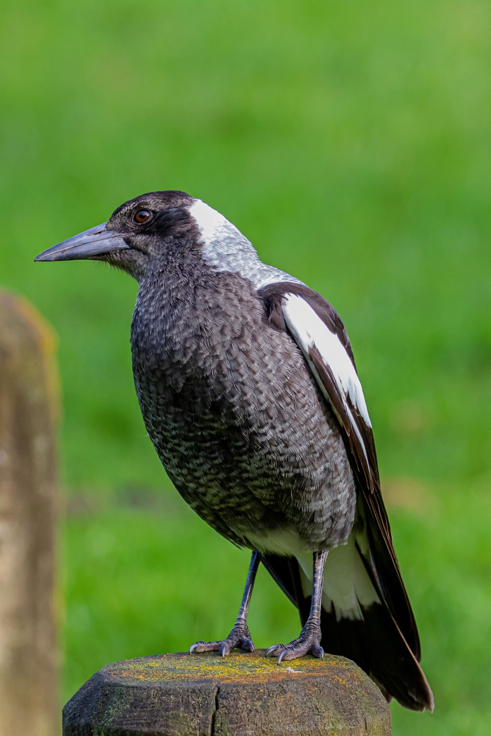 Australian Magpie,-0572.JPG