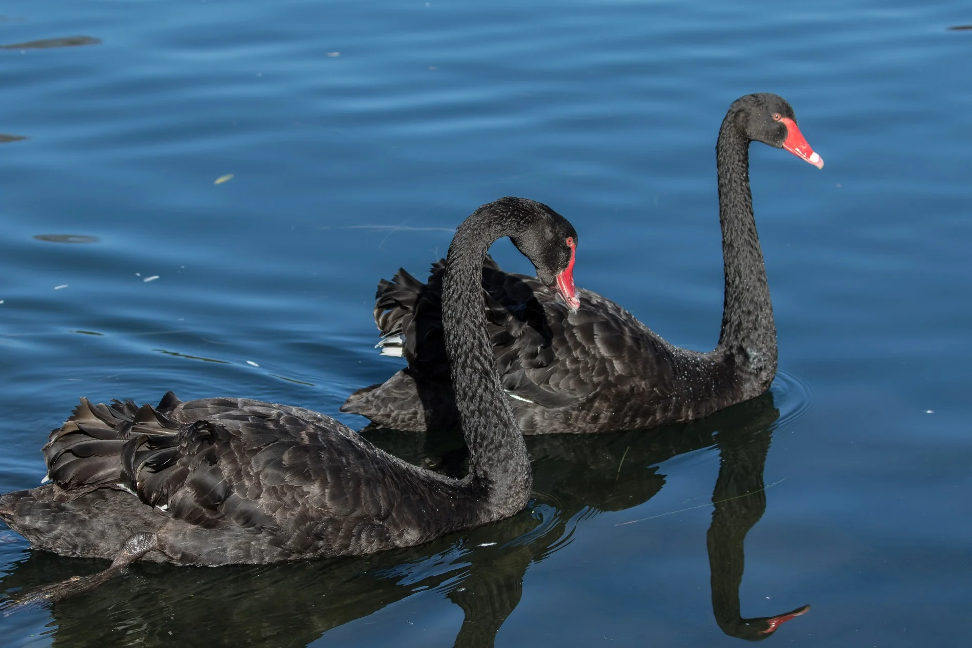 Black Swan,d-4005.jpg