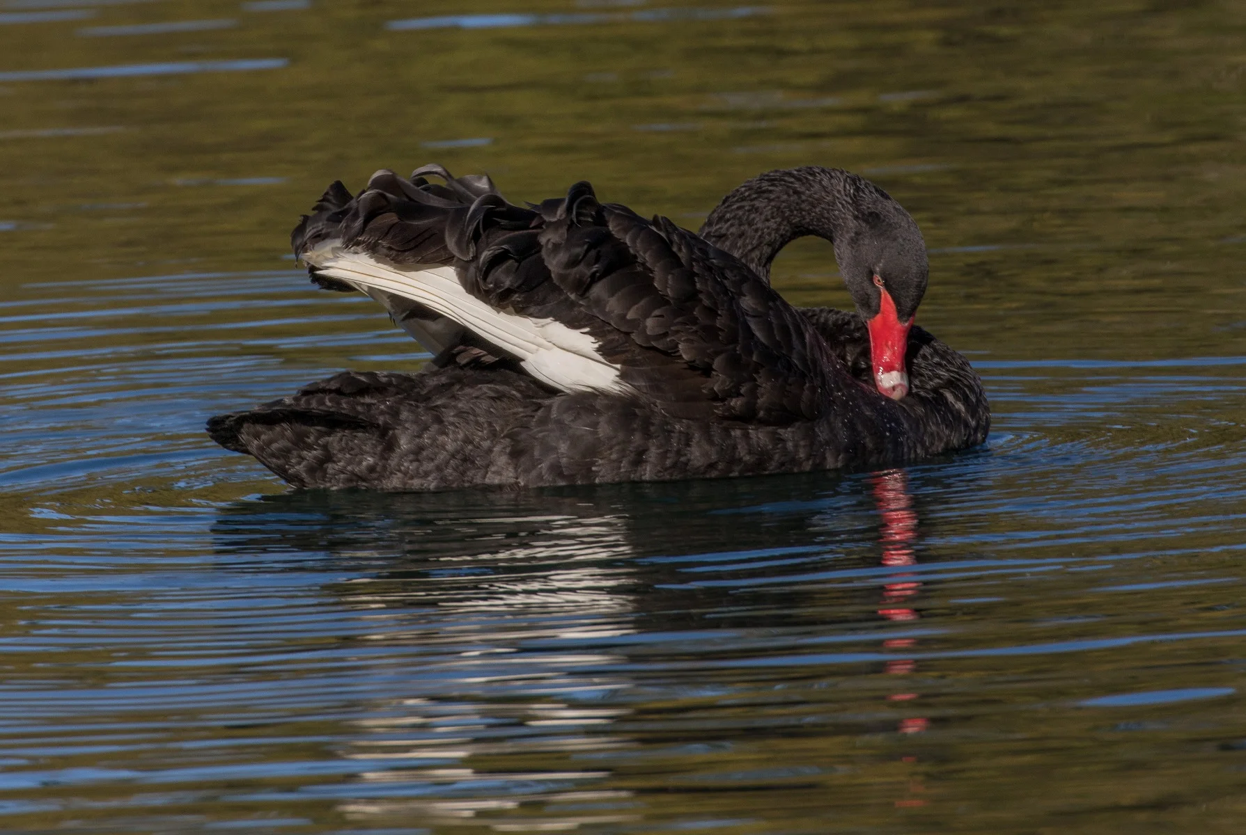 Black Swan,d-4002.jpg