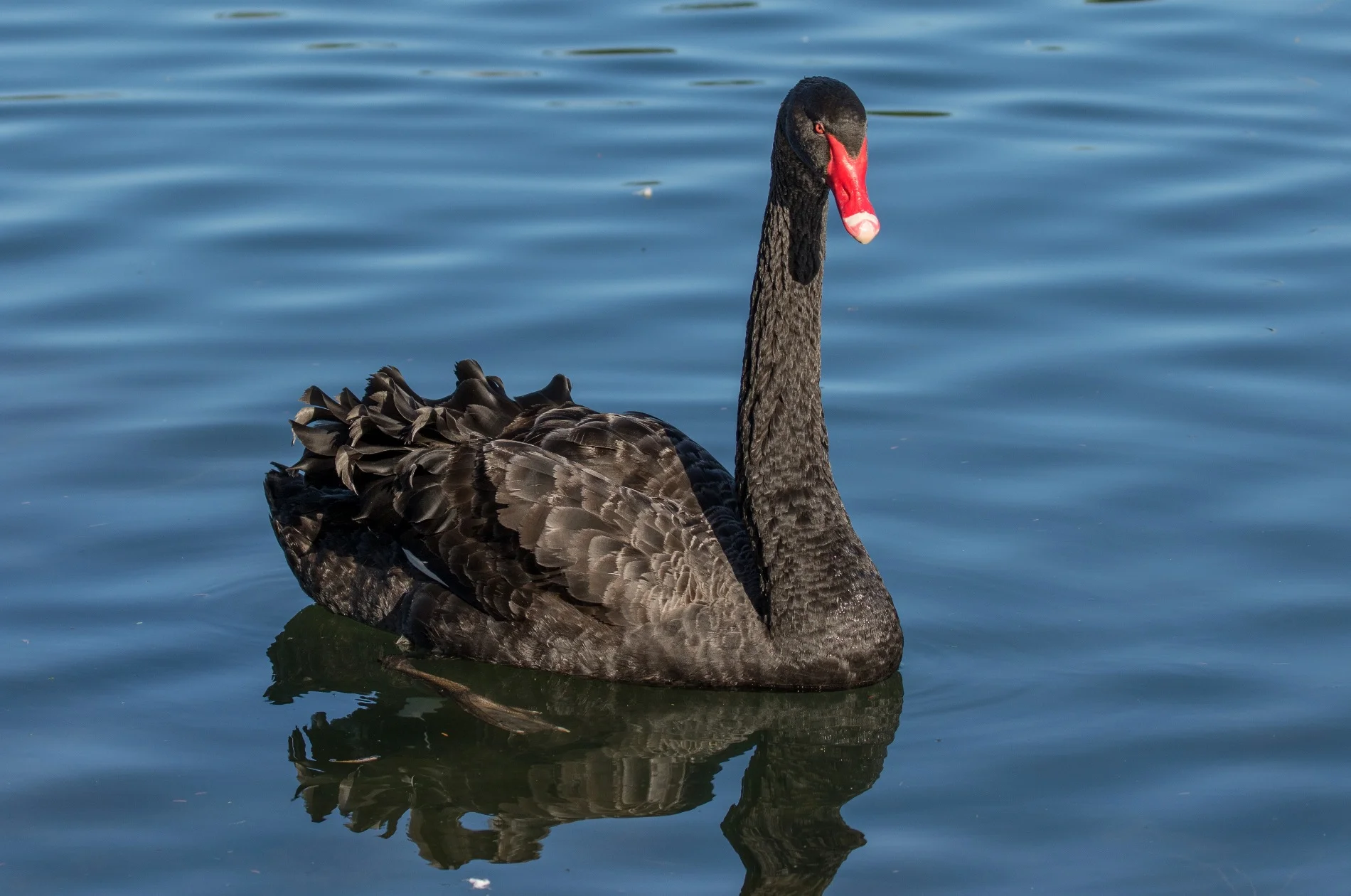 Black Swan,d-4038.jpg