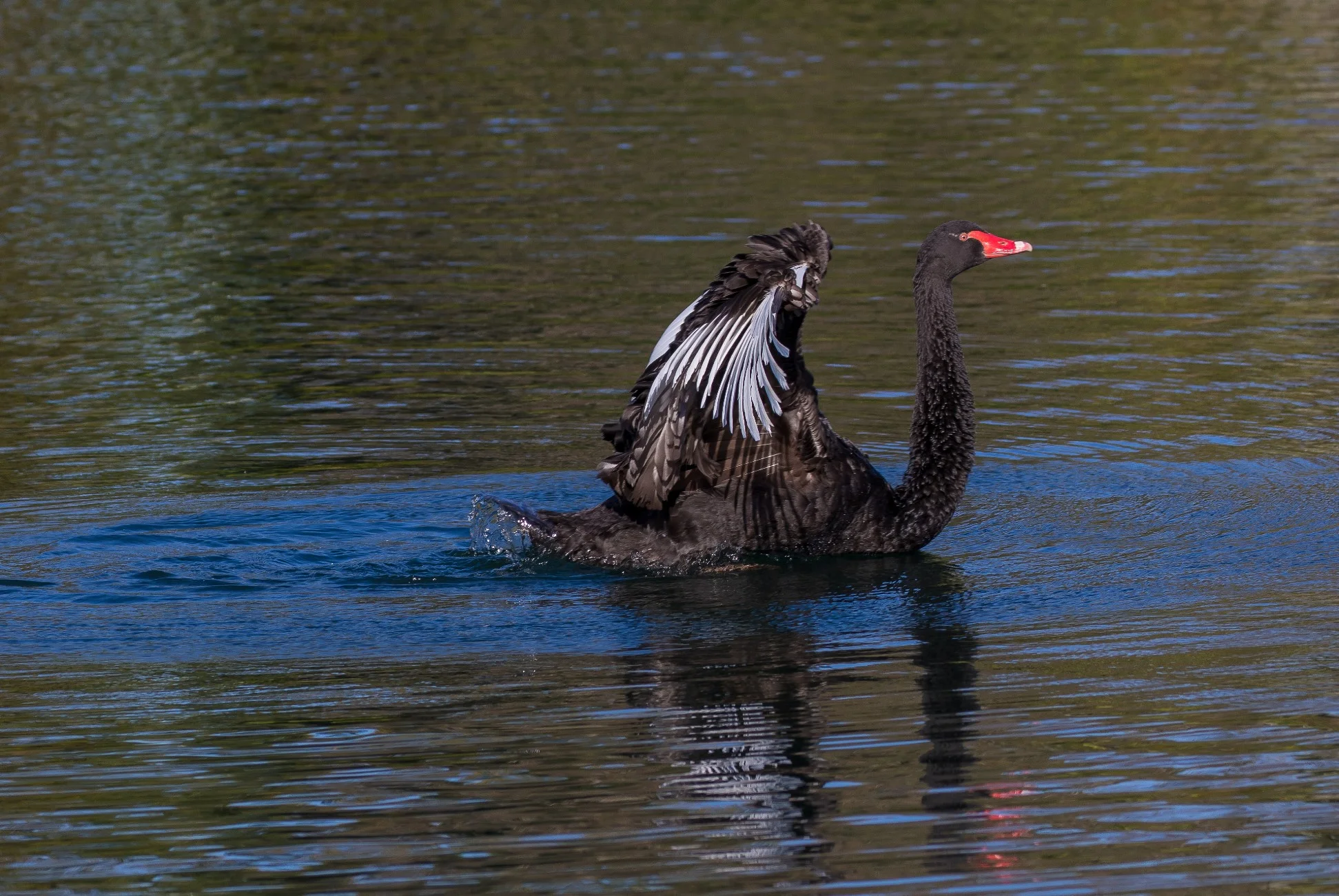 Black Swan,d-4007.jpg