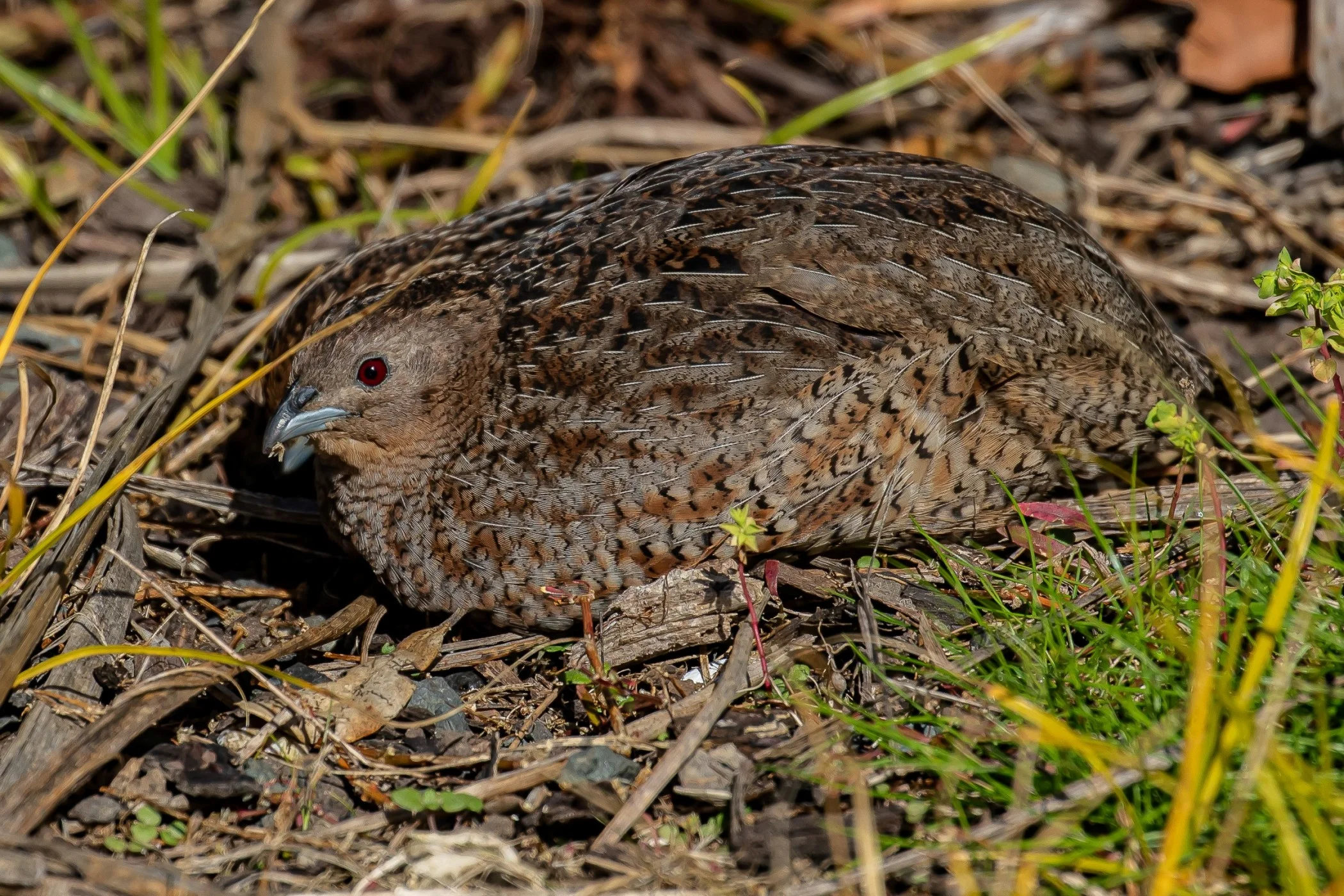 Brown Quail,-171.JPG