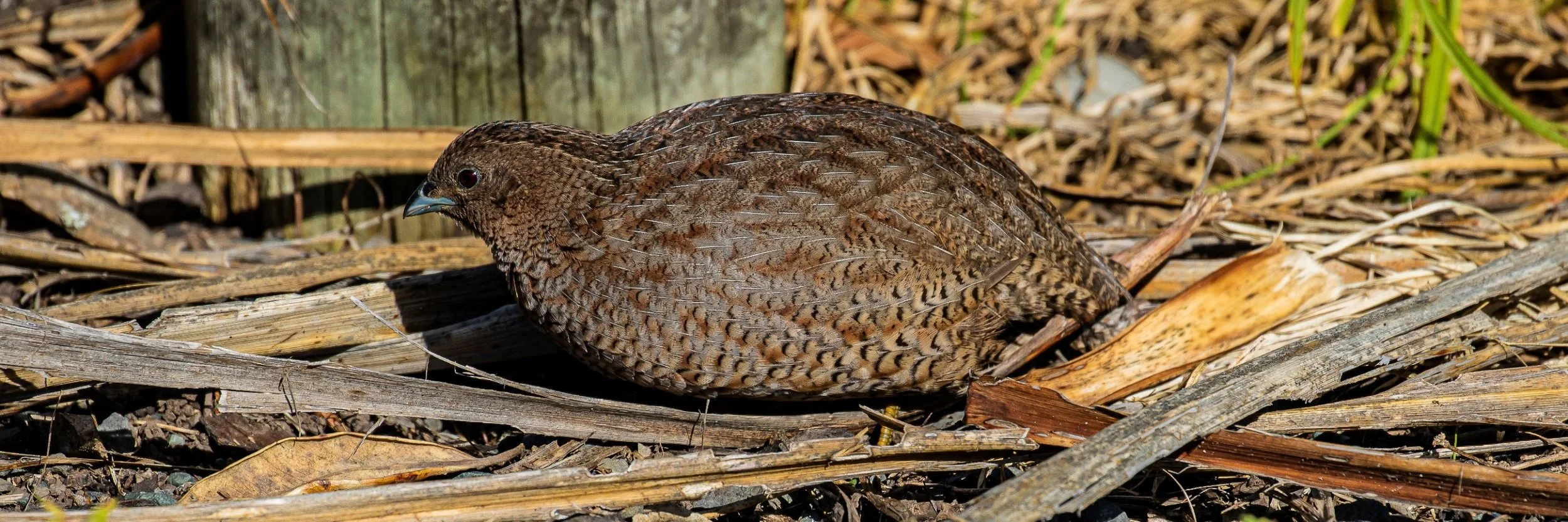 Brown Quail,-197.JPG