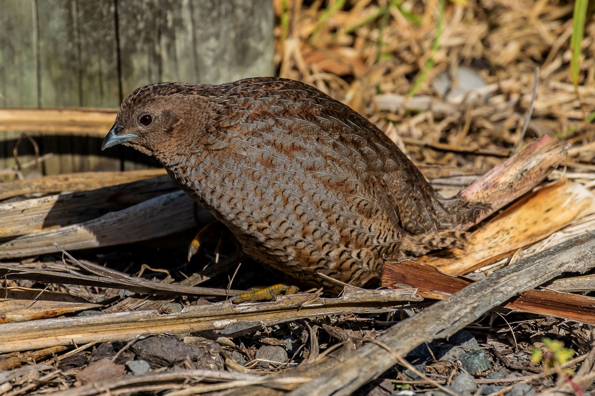Brown Quail,-198.JPG