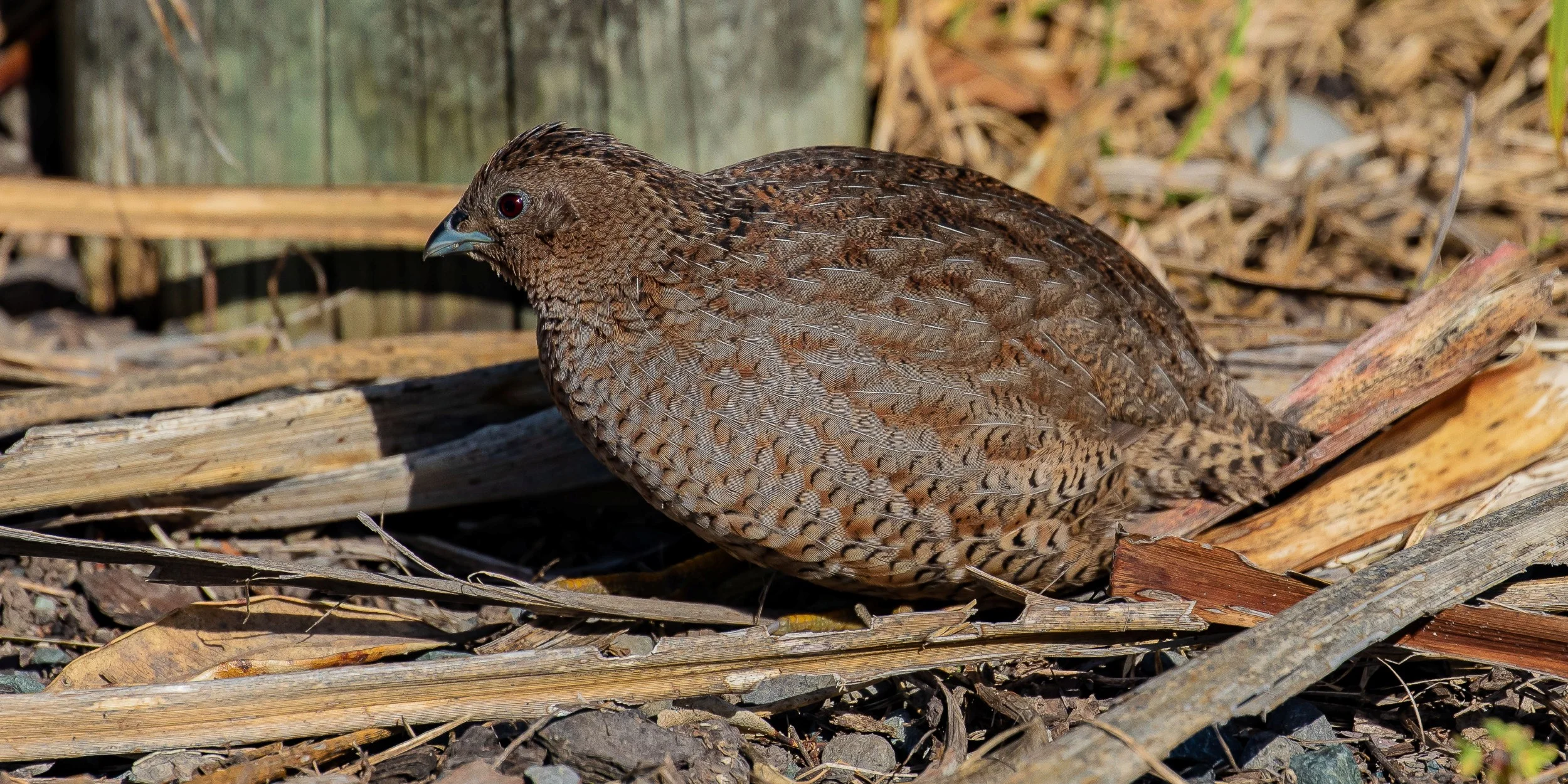 Brown Quail,-199.JPG