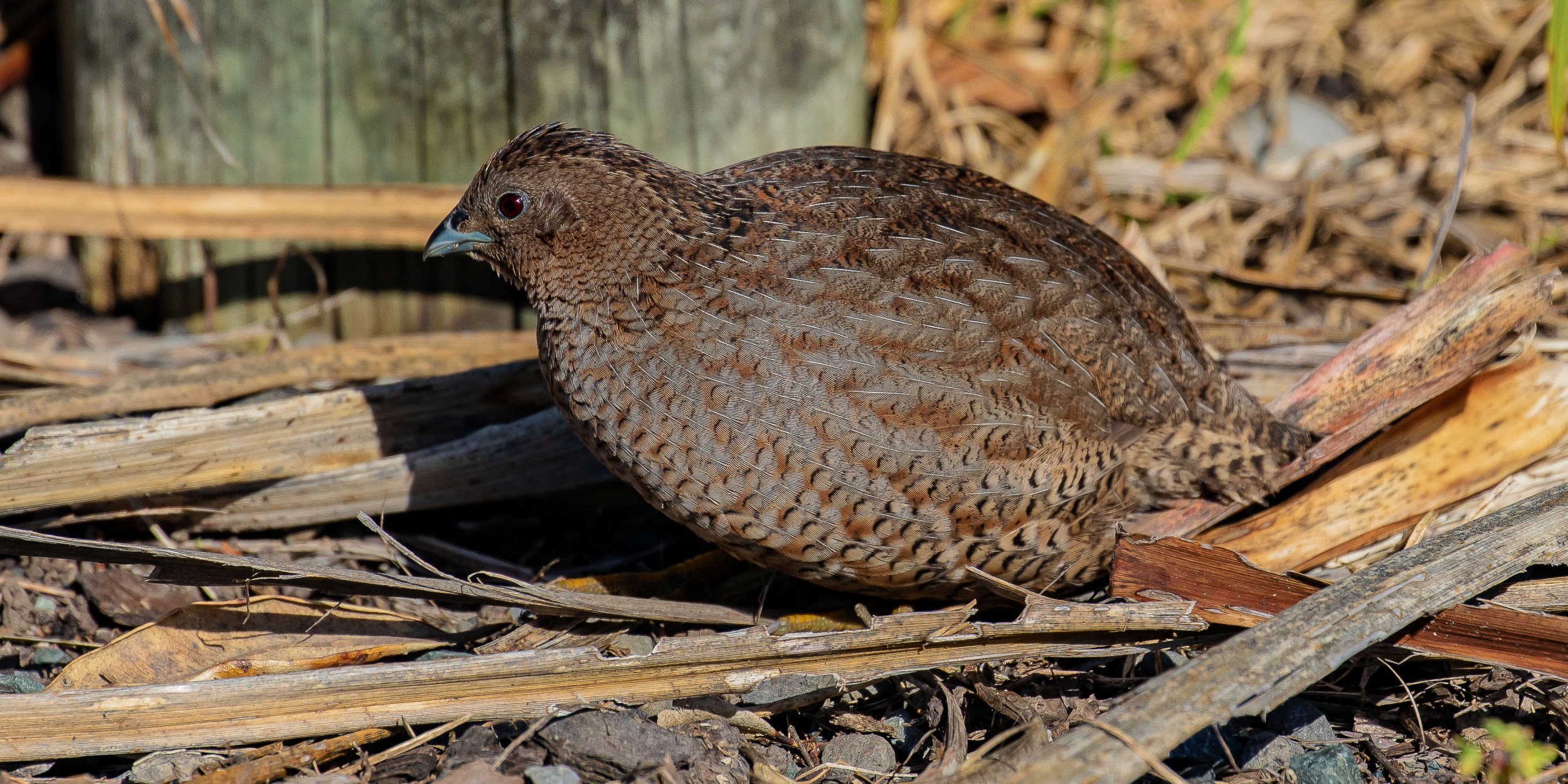 Brown Quail,-199.JPG