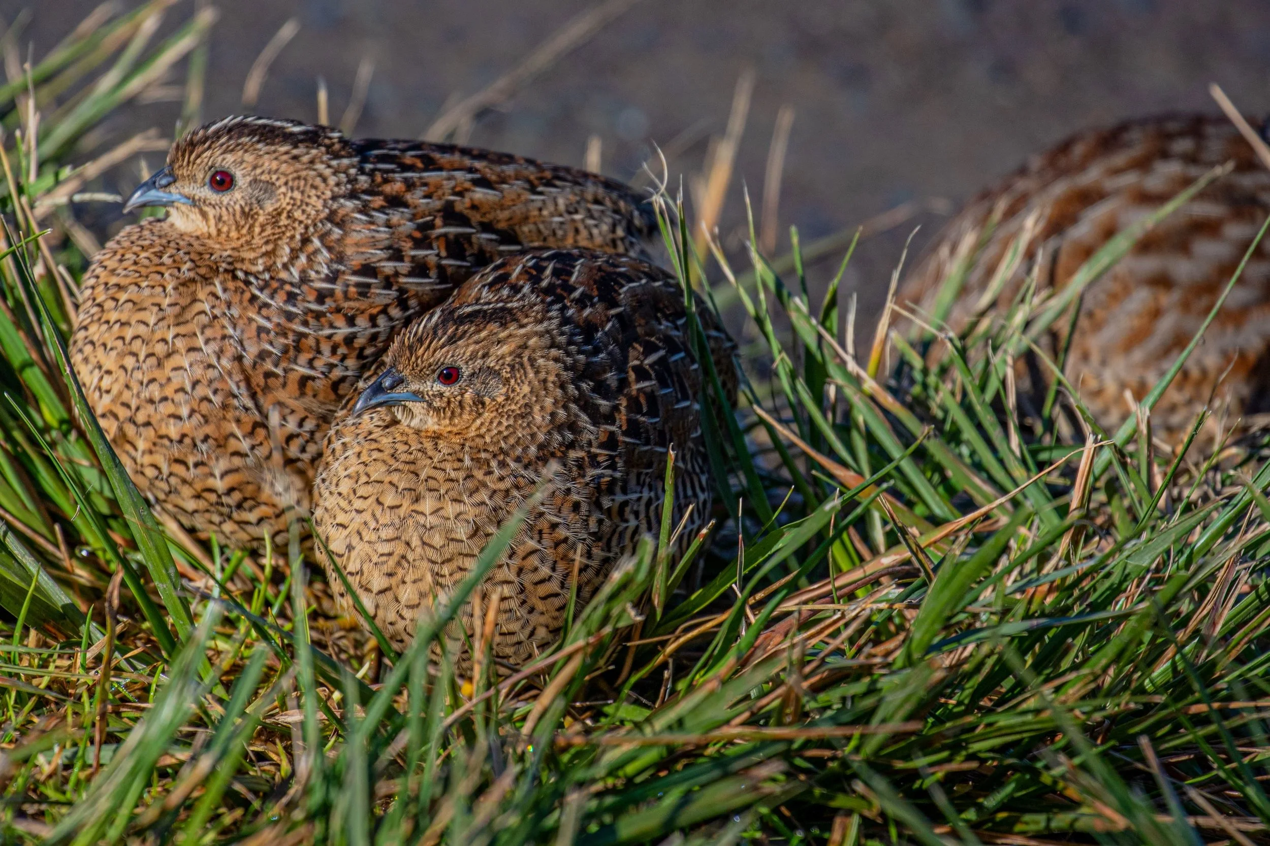 Brown Quail,-253.jpg