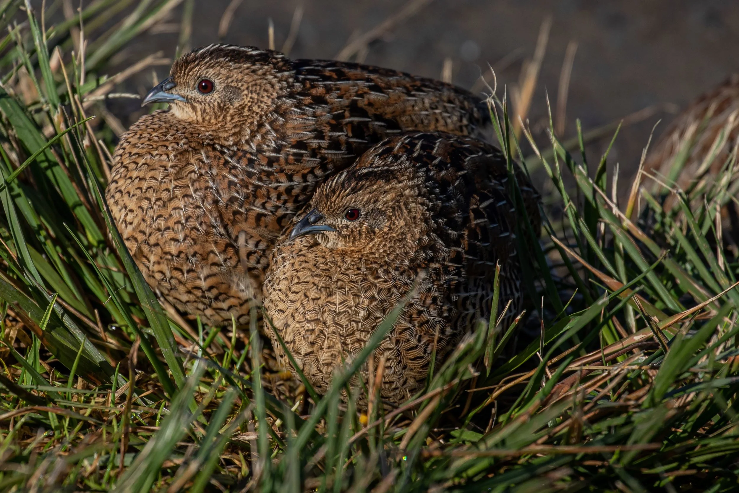 Brown Quail,-256.jpg