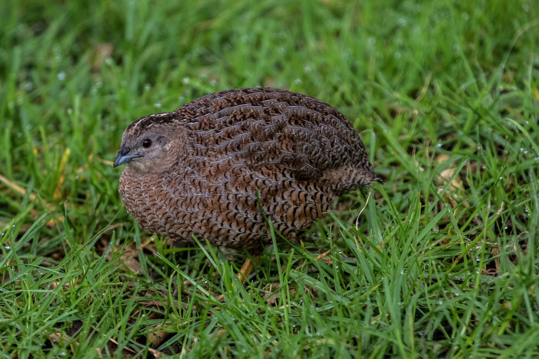 Brown Quail,-4779.JPG
