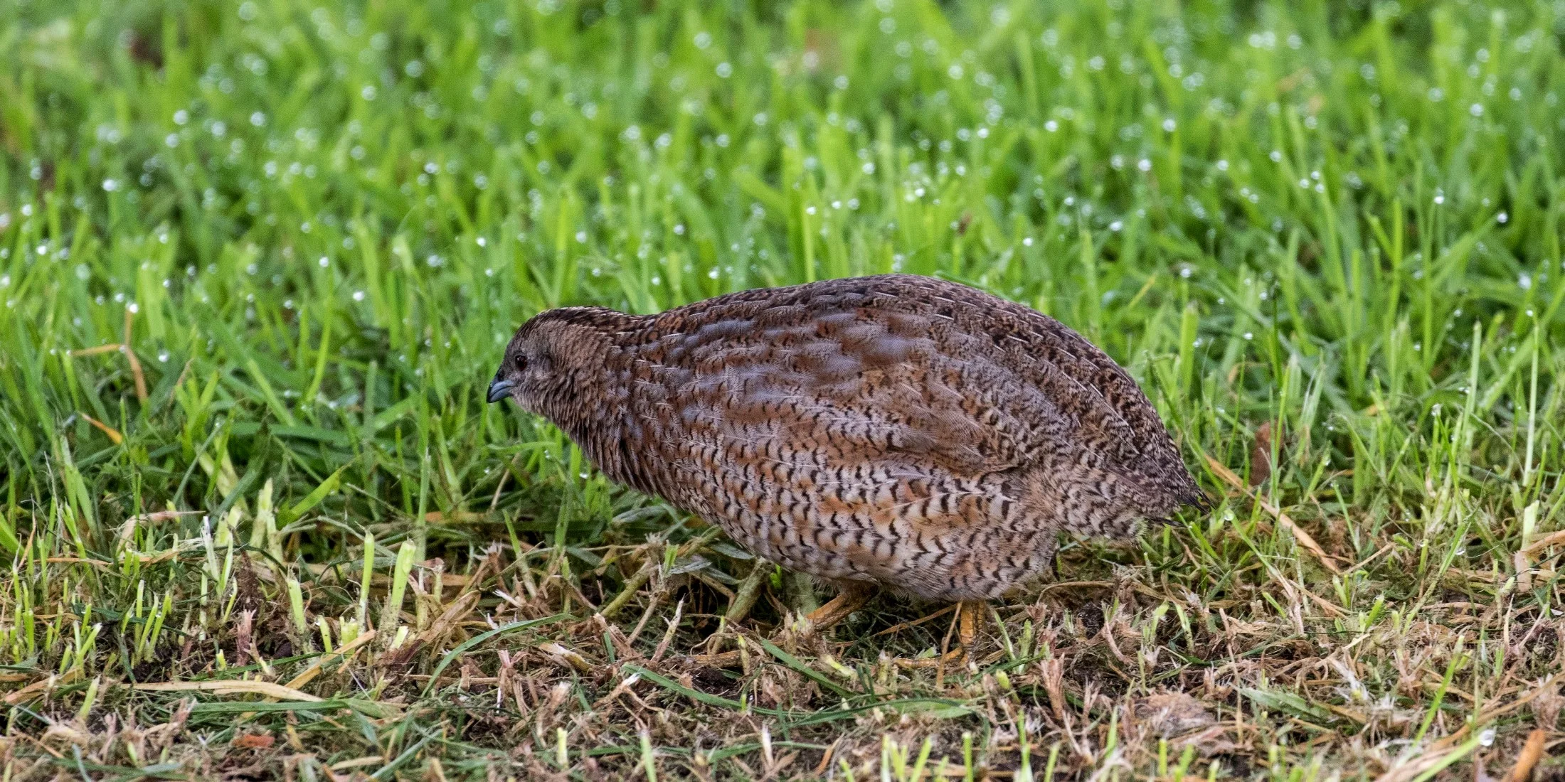 Brown Quail,-4790.JPG