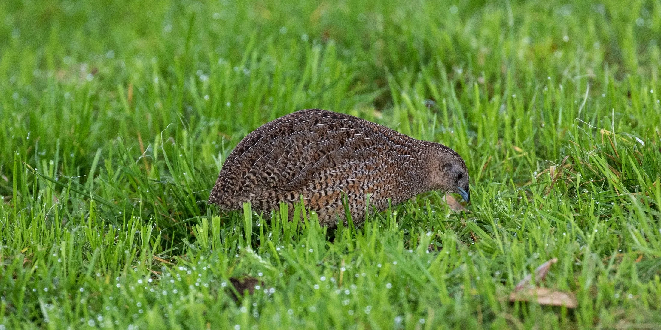 Brown Quail,-4792.JPG