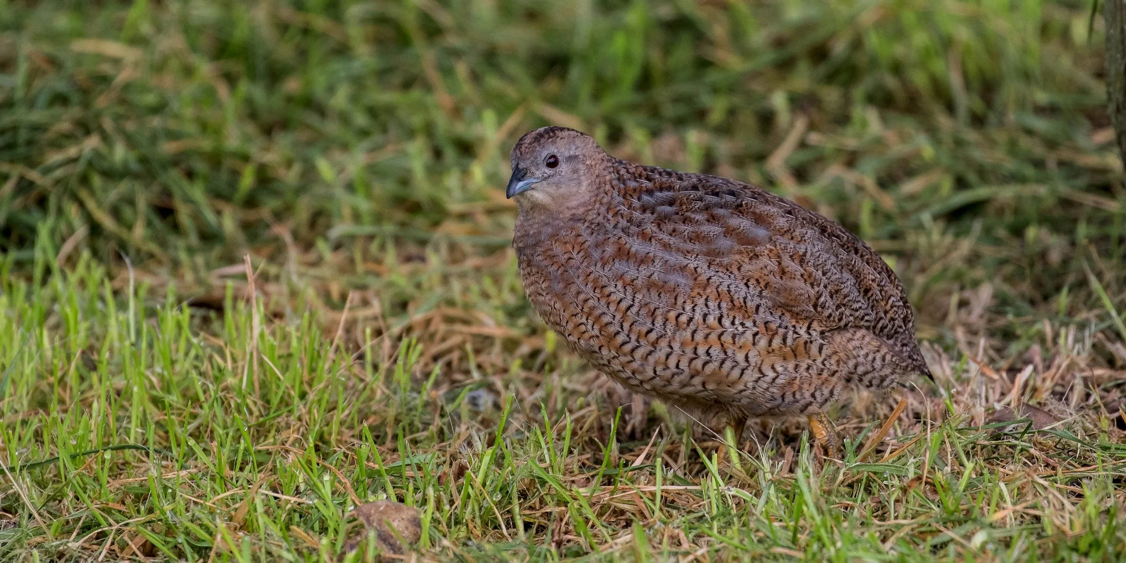 Brown Quail,-4797.JPG