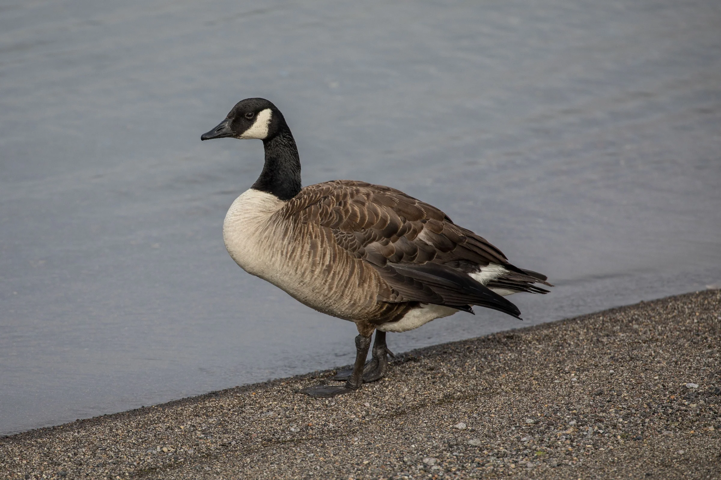 Canada Goose,-346.JPG