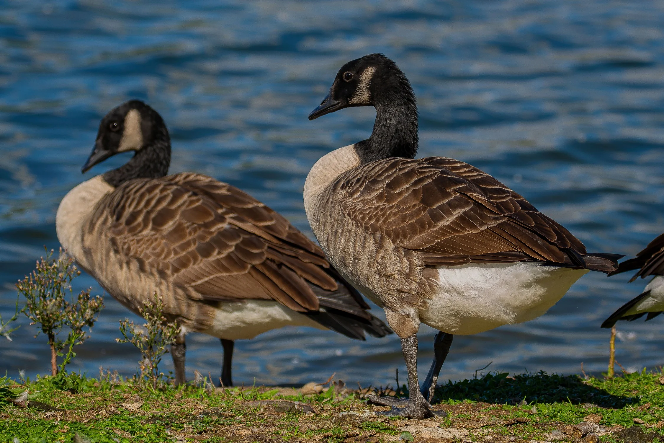 Canada Goose,-7199.JPG