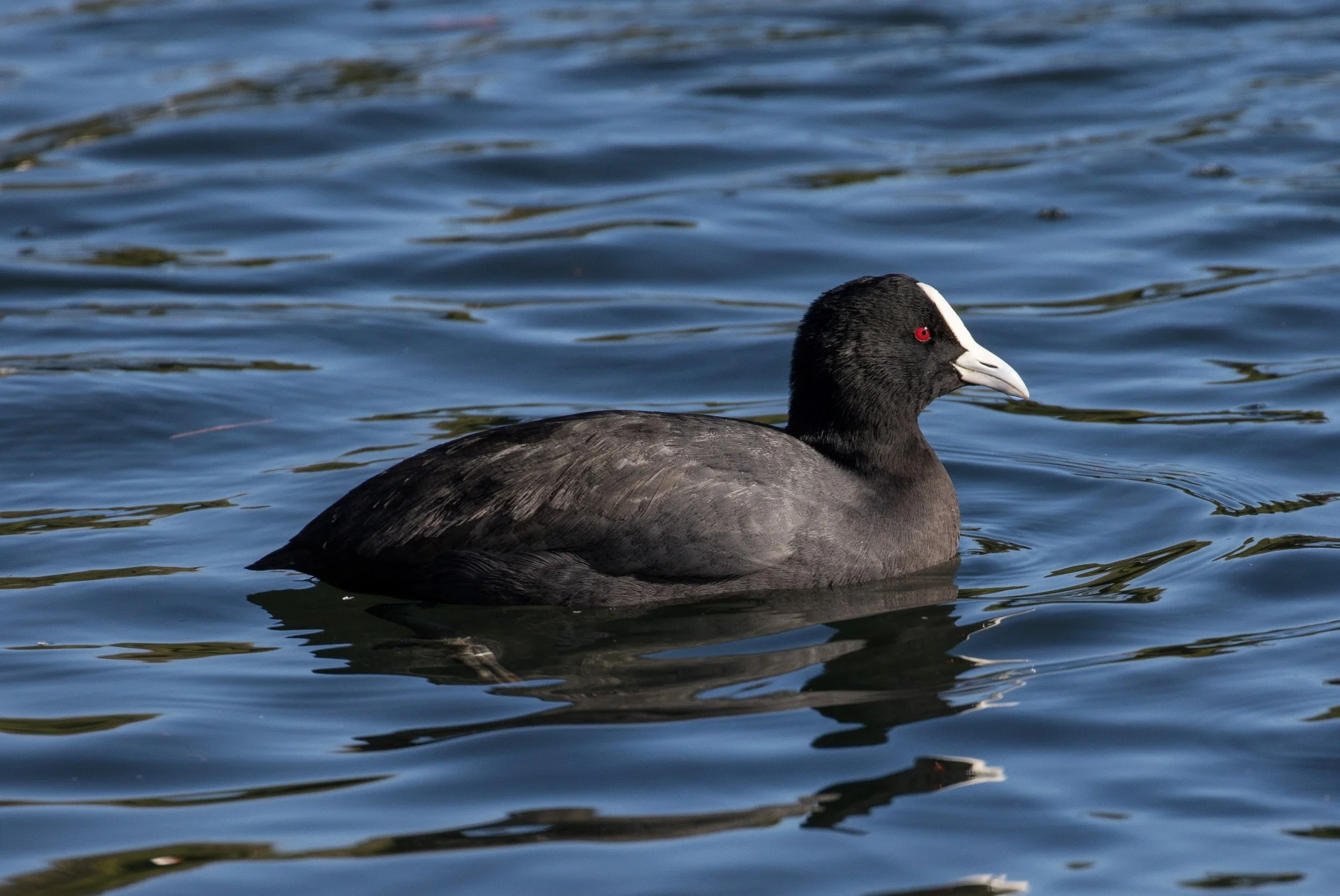 Coot,d-3964.jpg