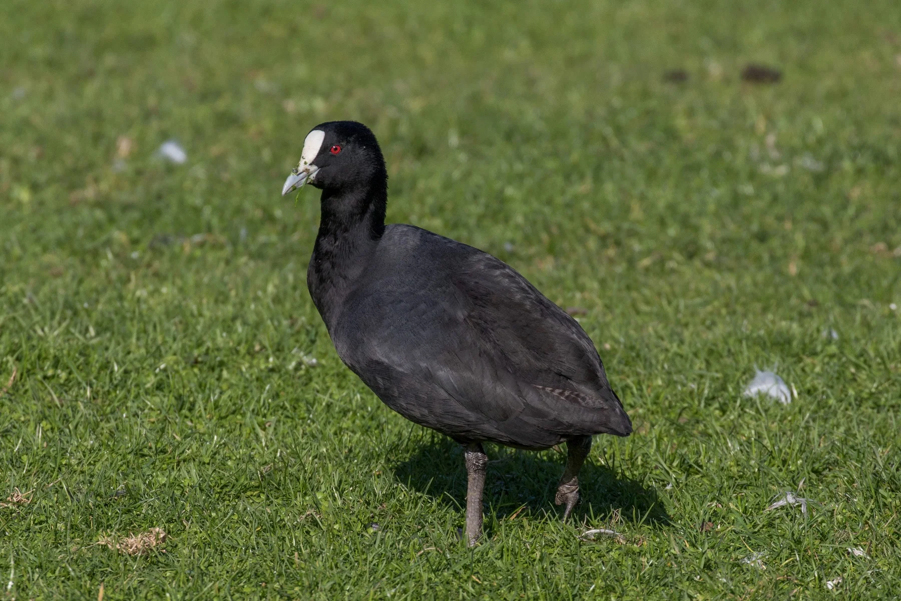 Coot,d-3997.jpg
