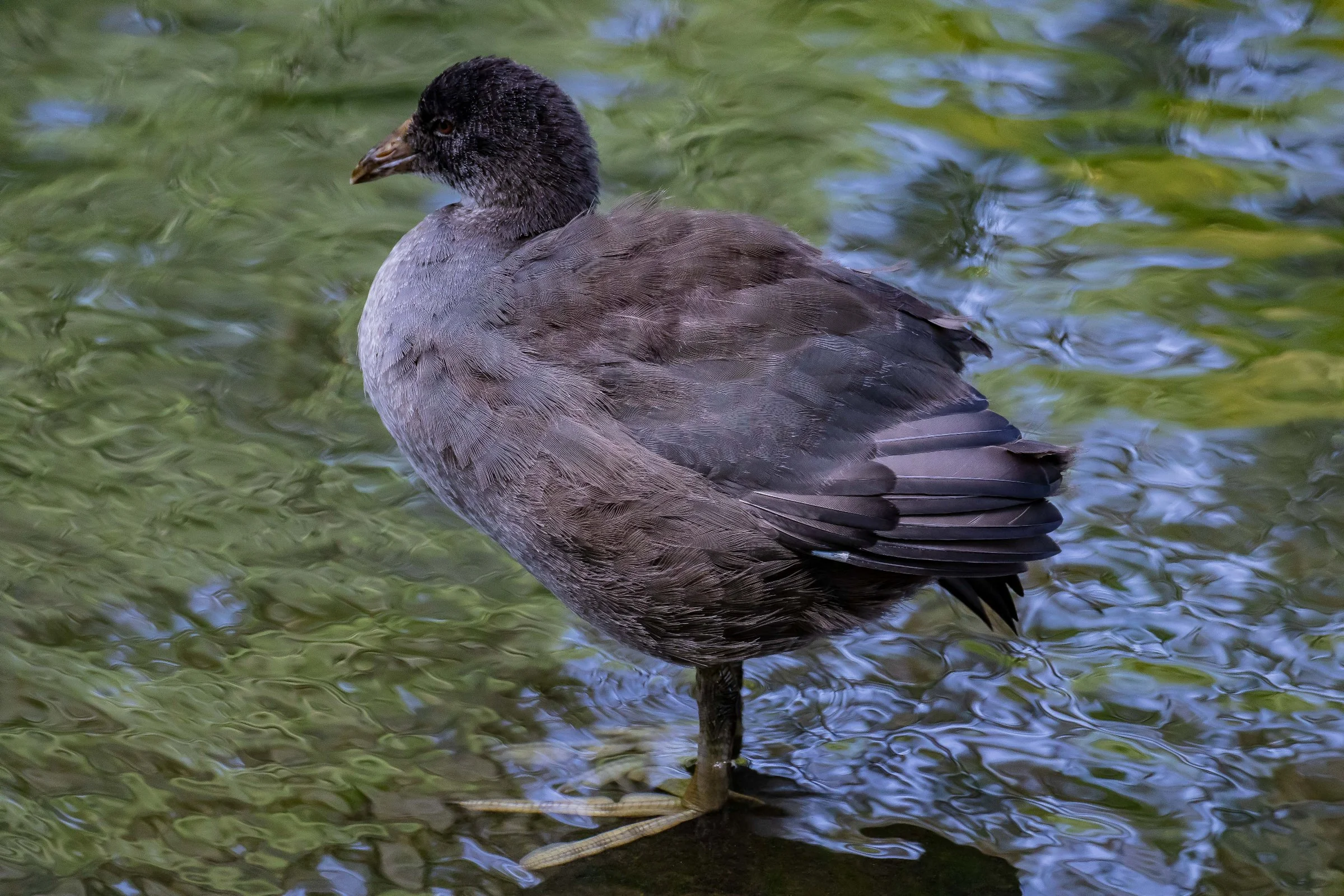 Coot,Western Springs,-014.JPG