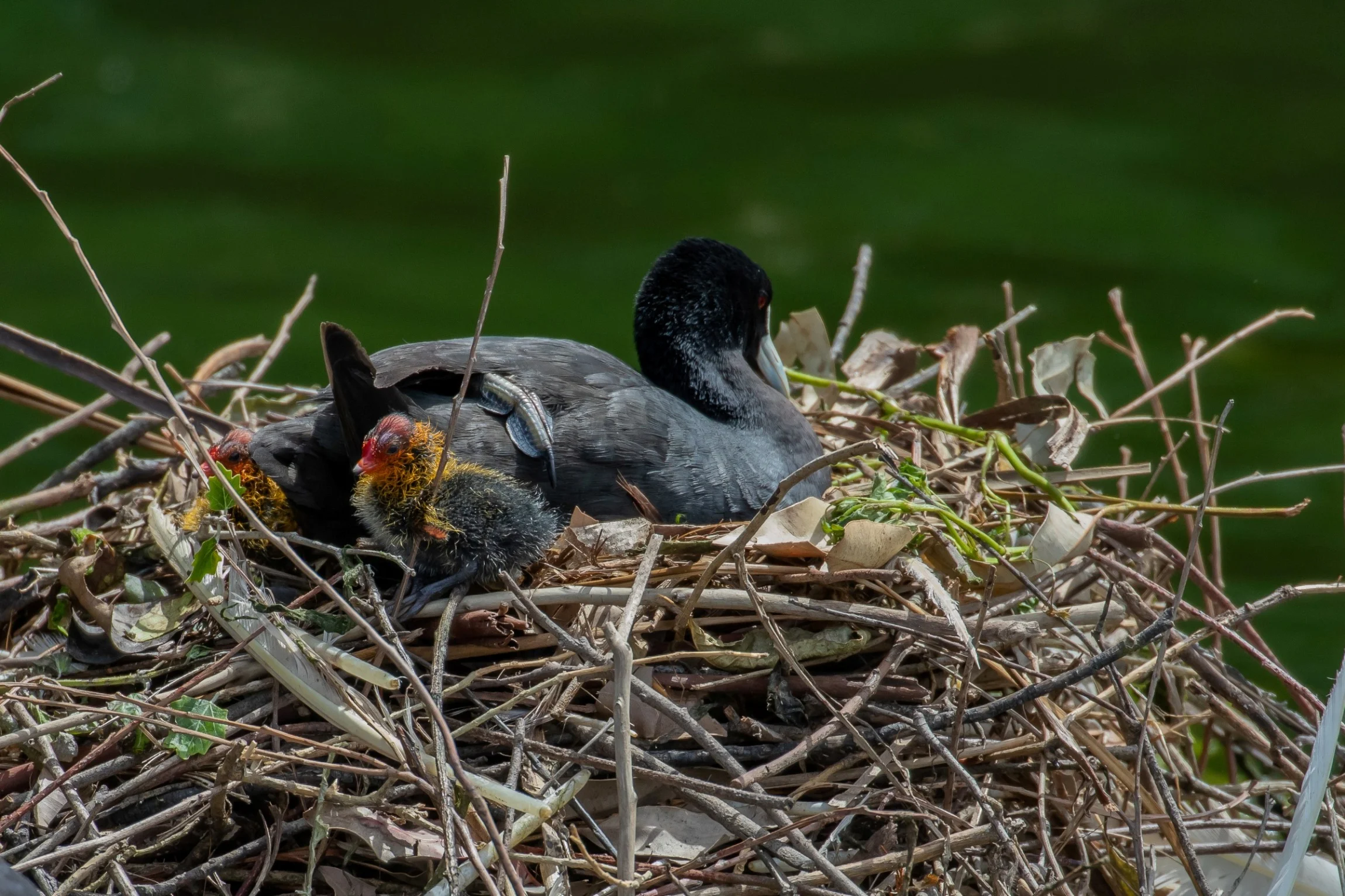 Coot,Western Springs,-037.JPG