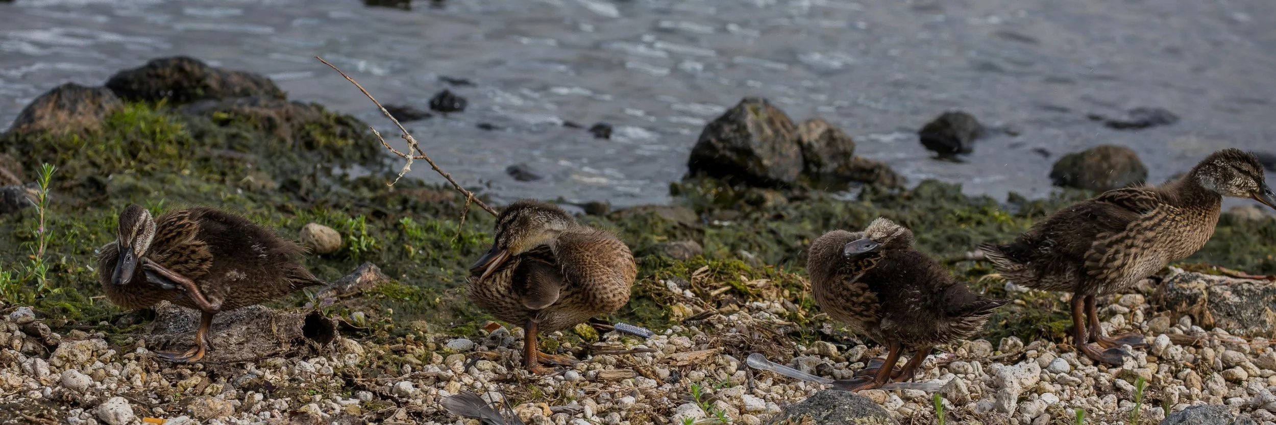 Ducks on Taupo,-444.JPG