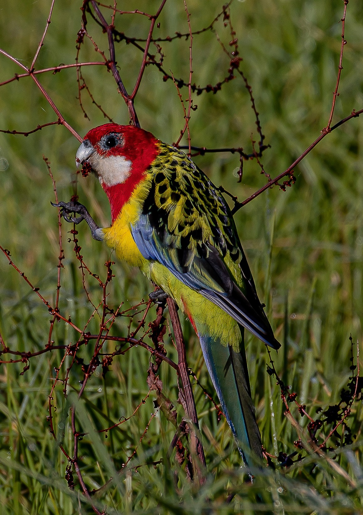 Eastern Rosella,-034.JPG