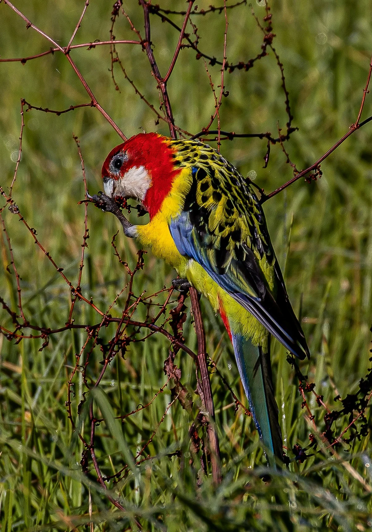 Eastern Rosella,-037.JPG