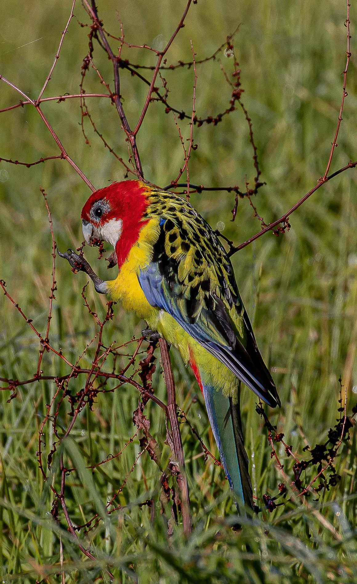 Eastern Rosella,-038.JPG