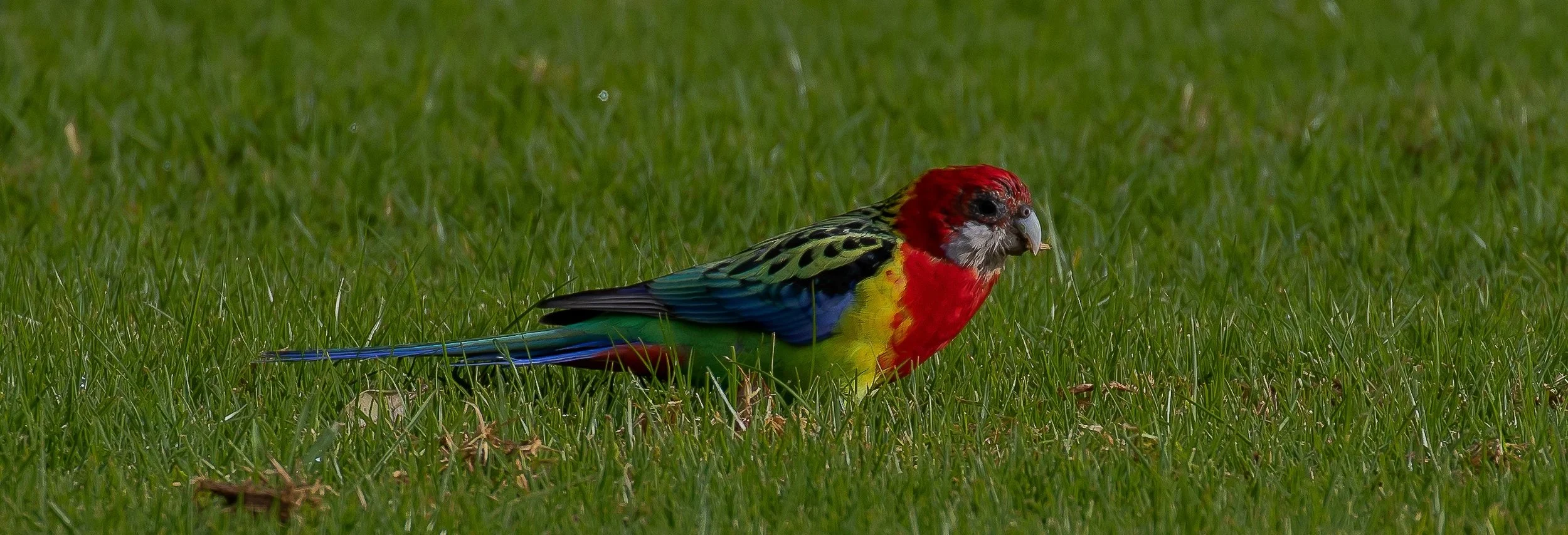 Eastern Rosella,-0526.JPG