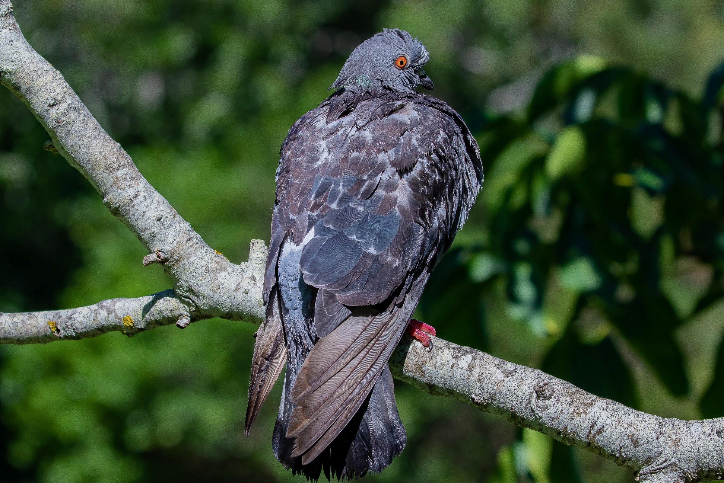 Feral Pigeon,-002.JPG