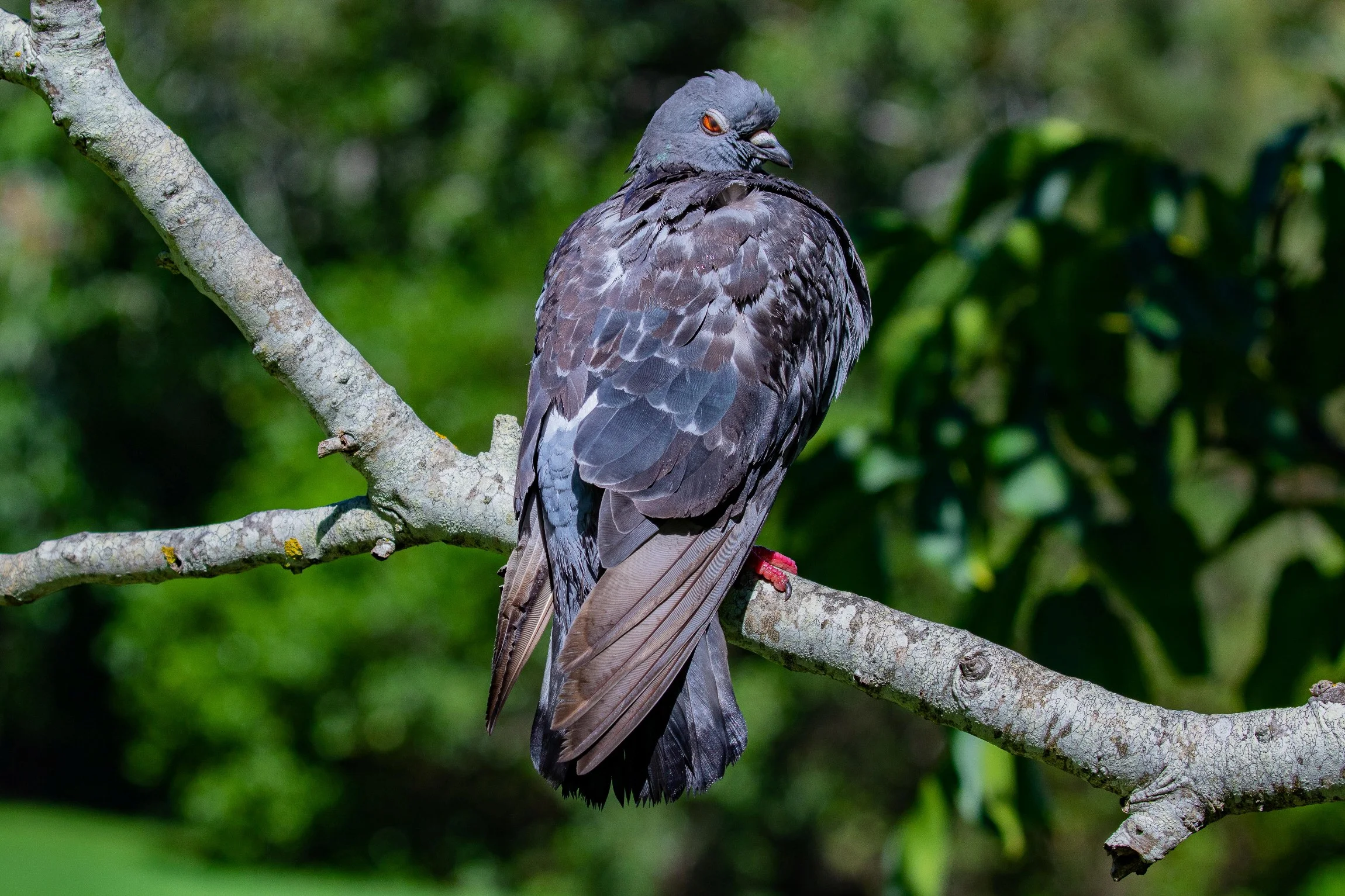 Feral Pigeon,-003.JPG