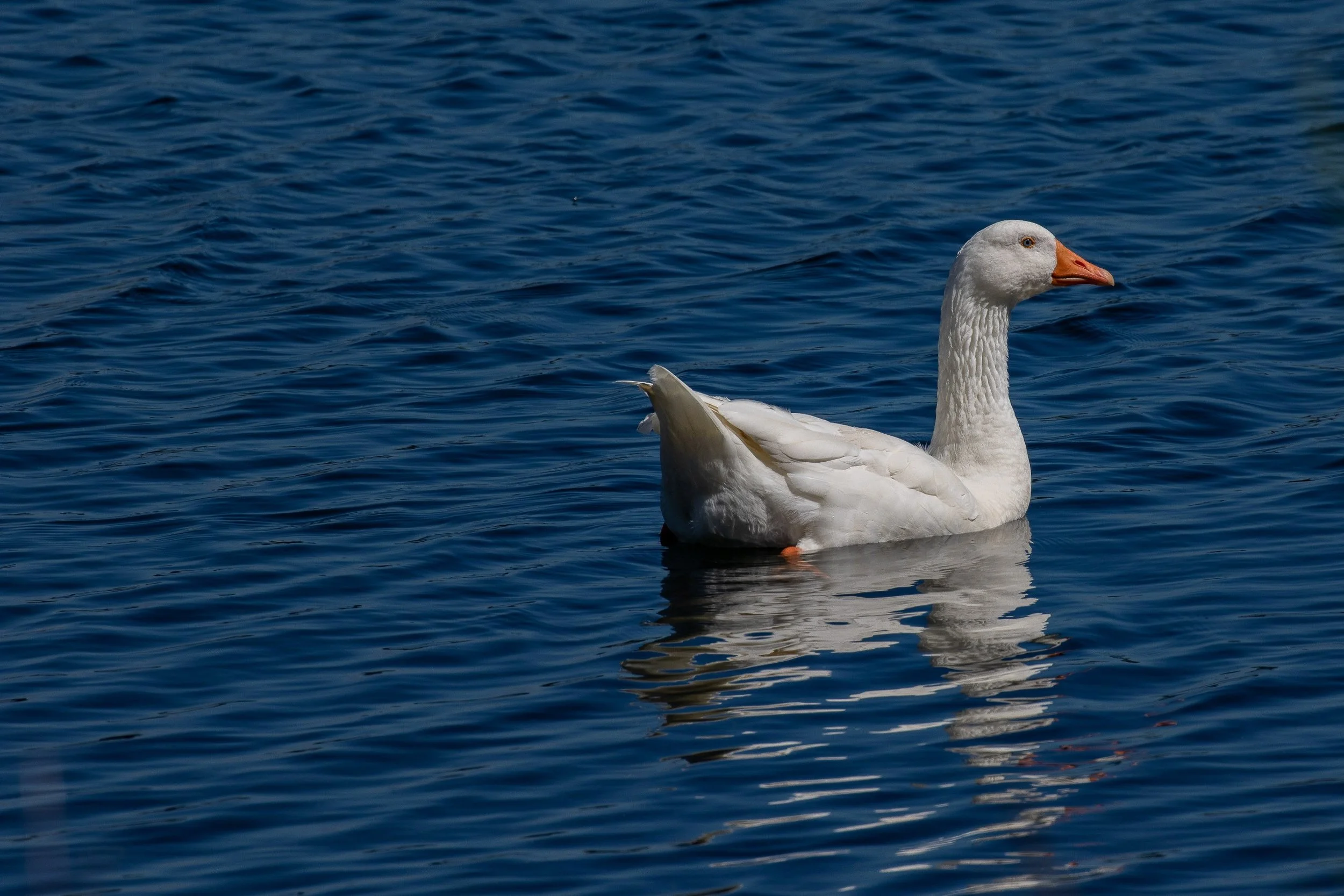 Goose,-010.JPG