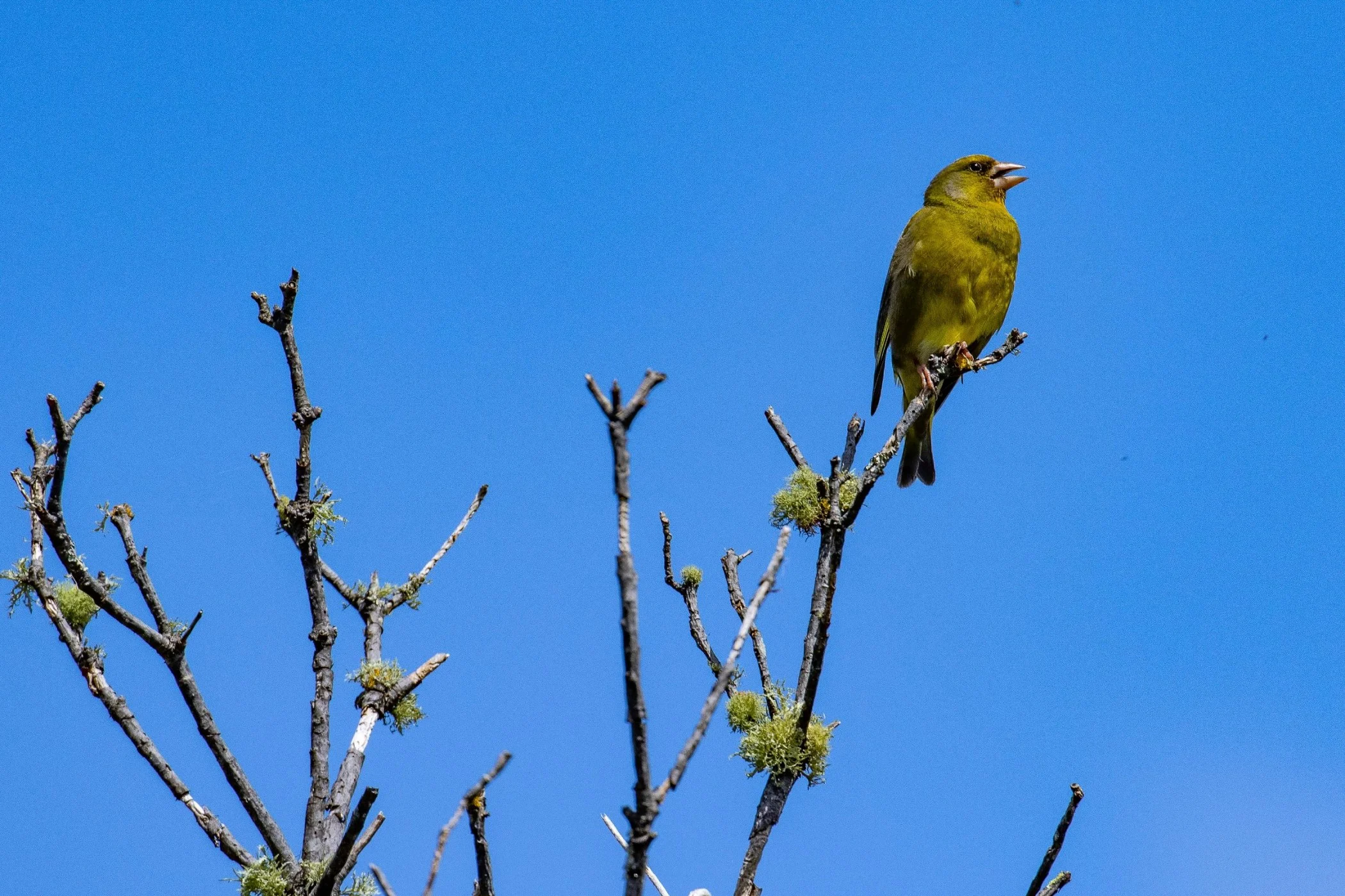 Greenfinch,-2186.JPG