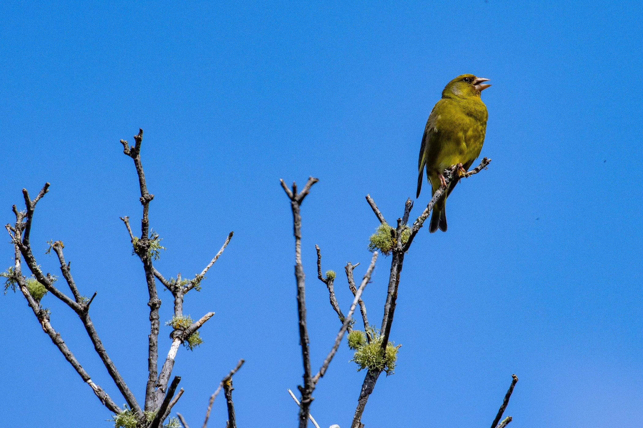 Greenfinch,-2186.JPG