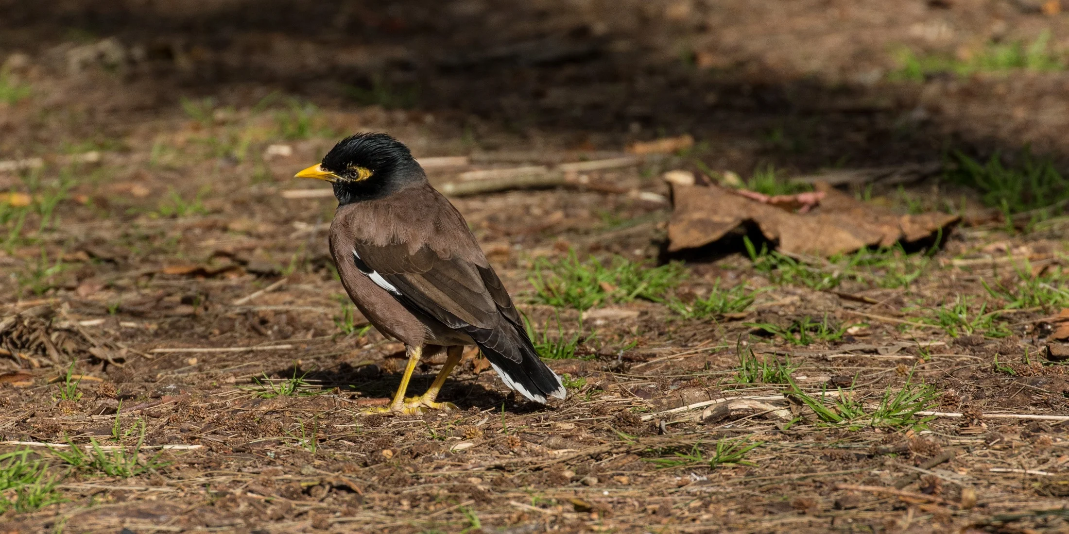 Mynah,d-4044.jpg