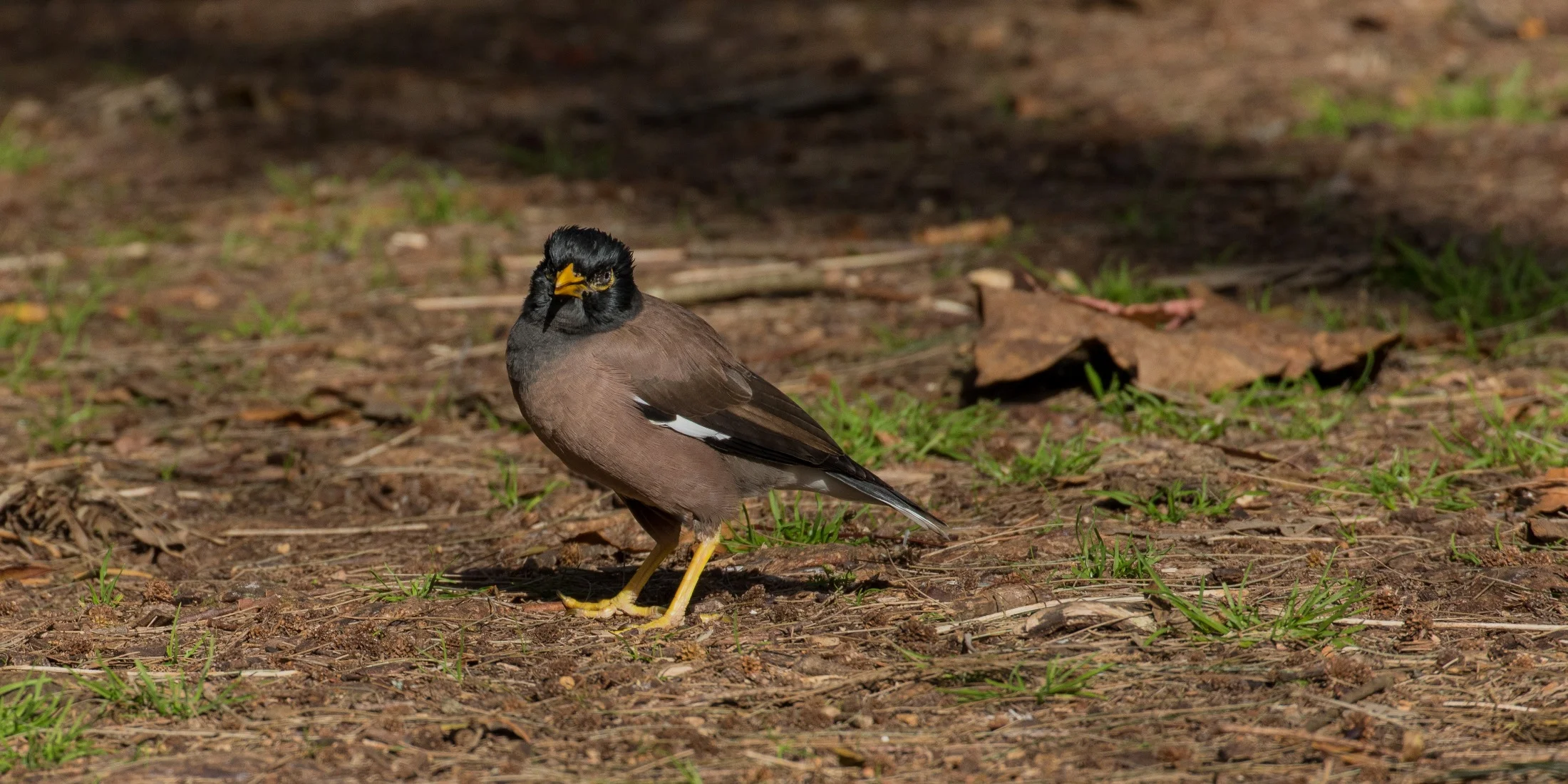 Mynah,d-4045.jpg