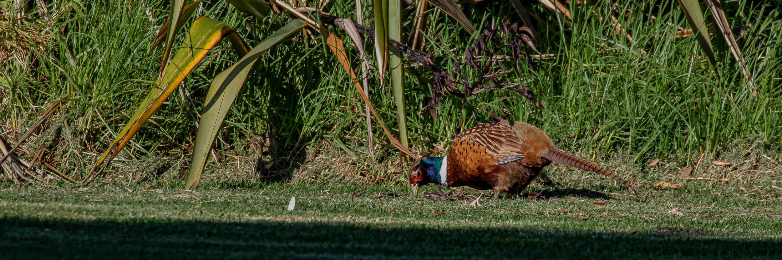 Ring Necked Pheasant,-624.JPG