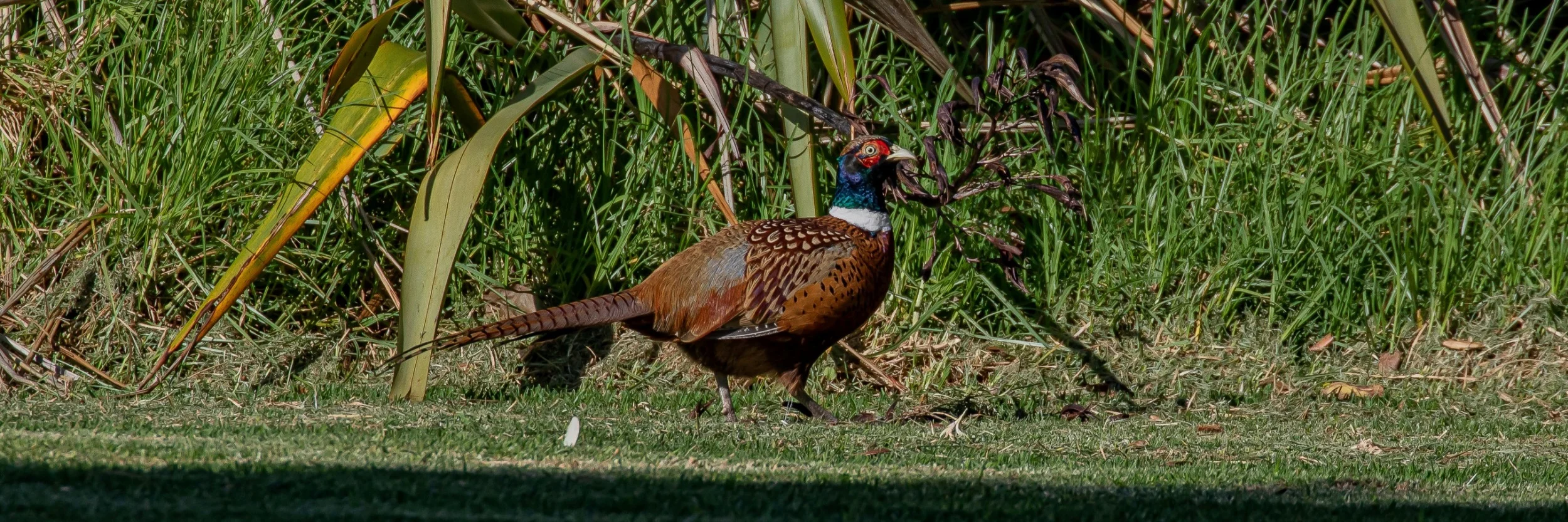Ring Necked Pheasant,-643.JPG